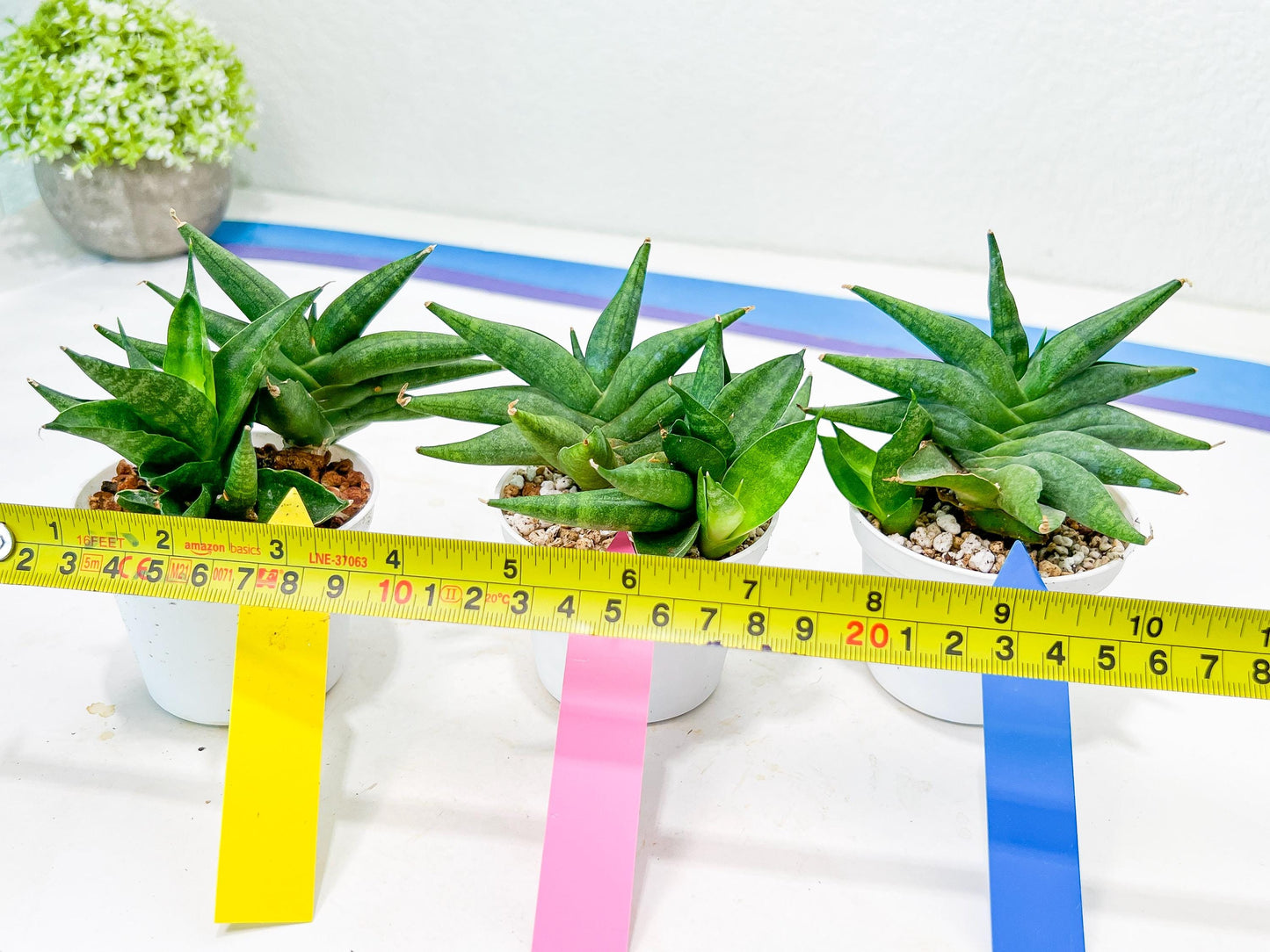 Sansevieria Crazy Crab (#AC4) | Imported Hybrid Snake Plants