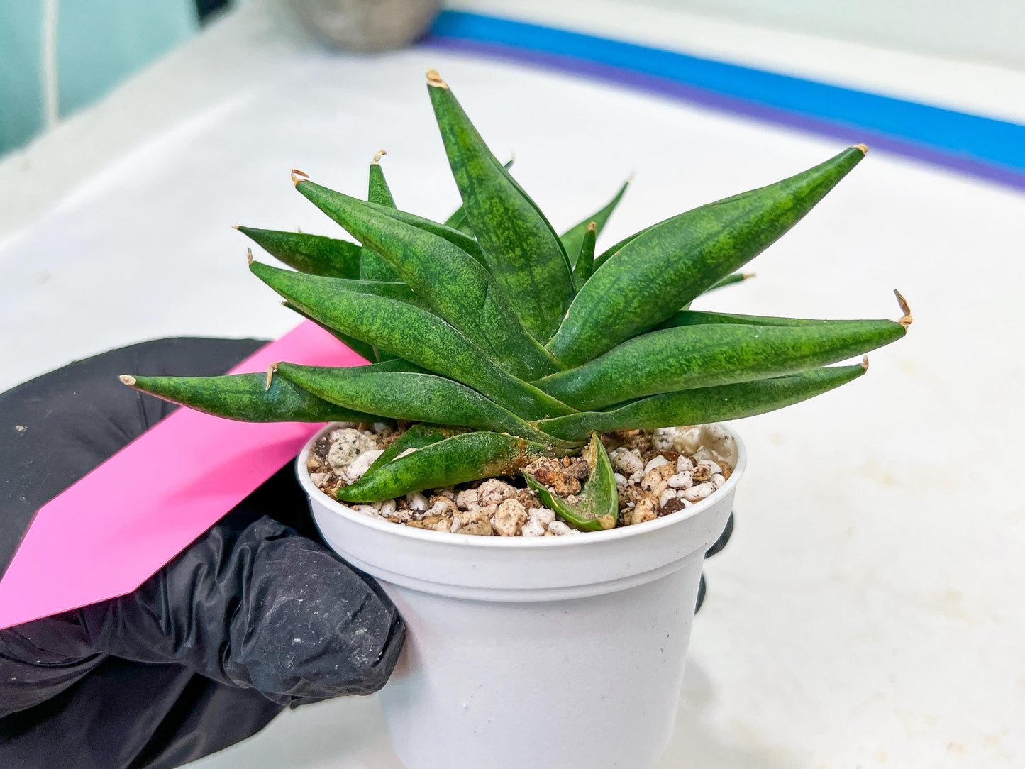 Sansevieria Crazy Crab (#AC4) | Imported Hybrid Snake Plants
