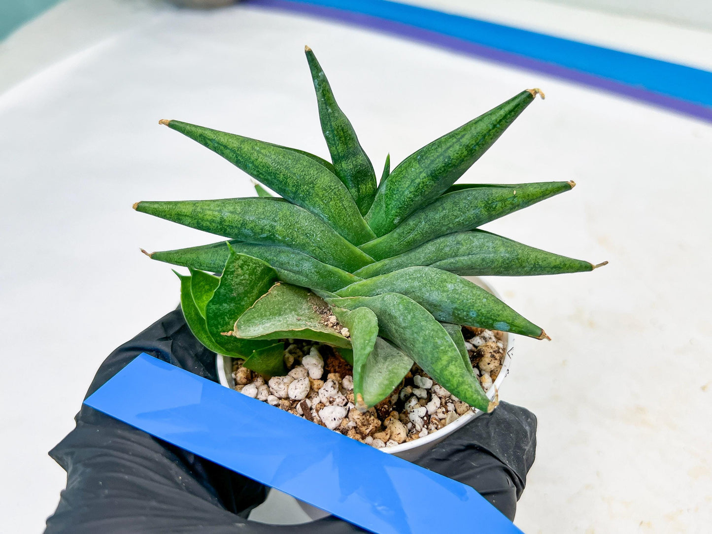 Sansevieria Crazy Crab (#AC4) | Imported Hybrid Snake Plants
