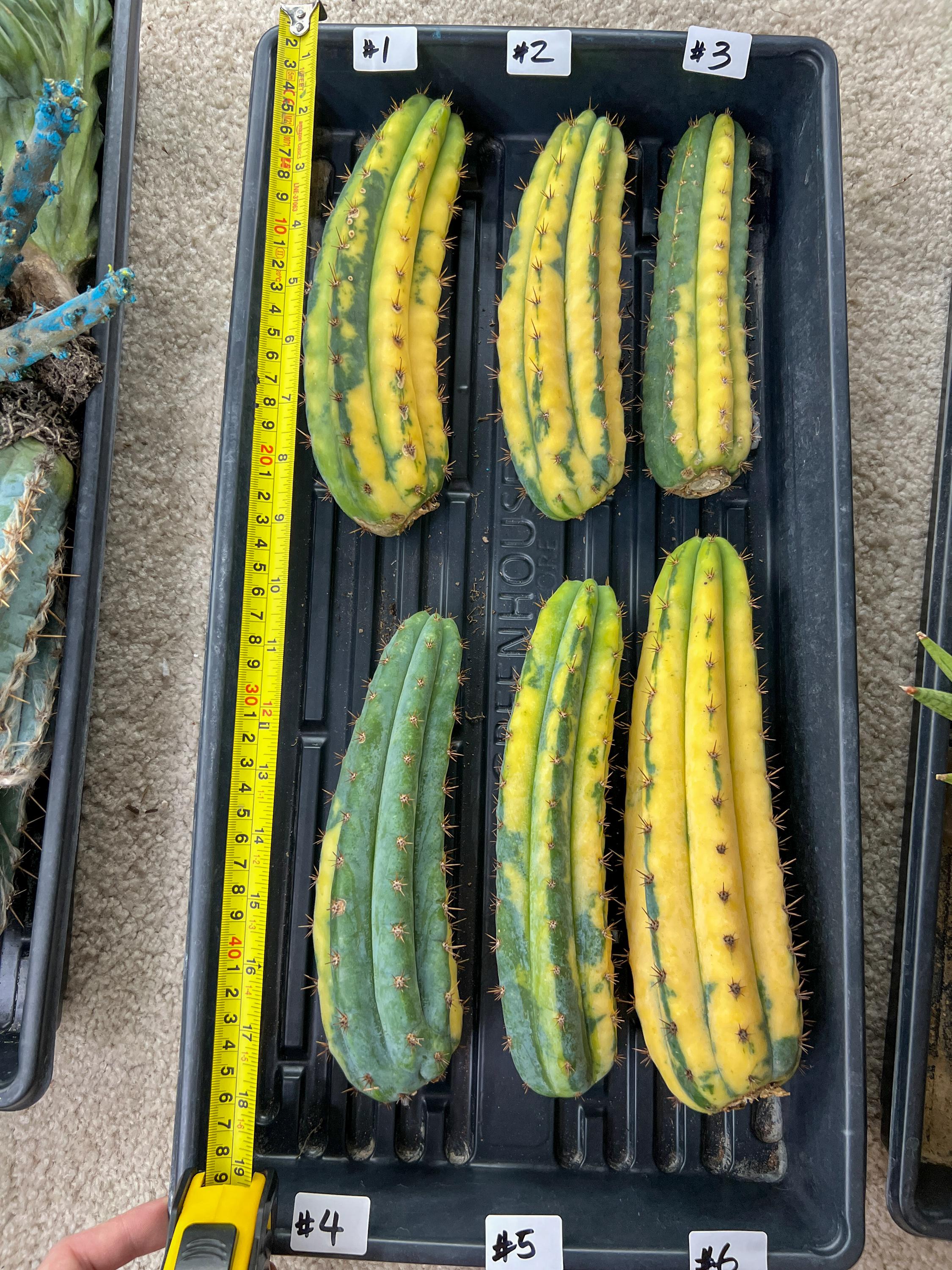 Imported Cactus for Grafting Purposes #1~3