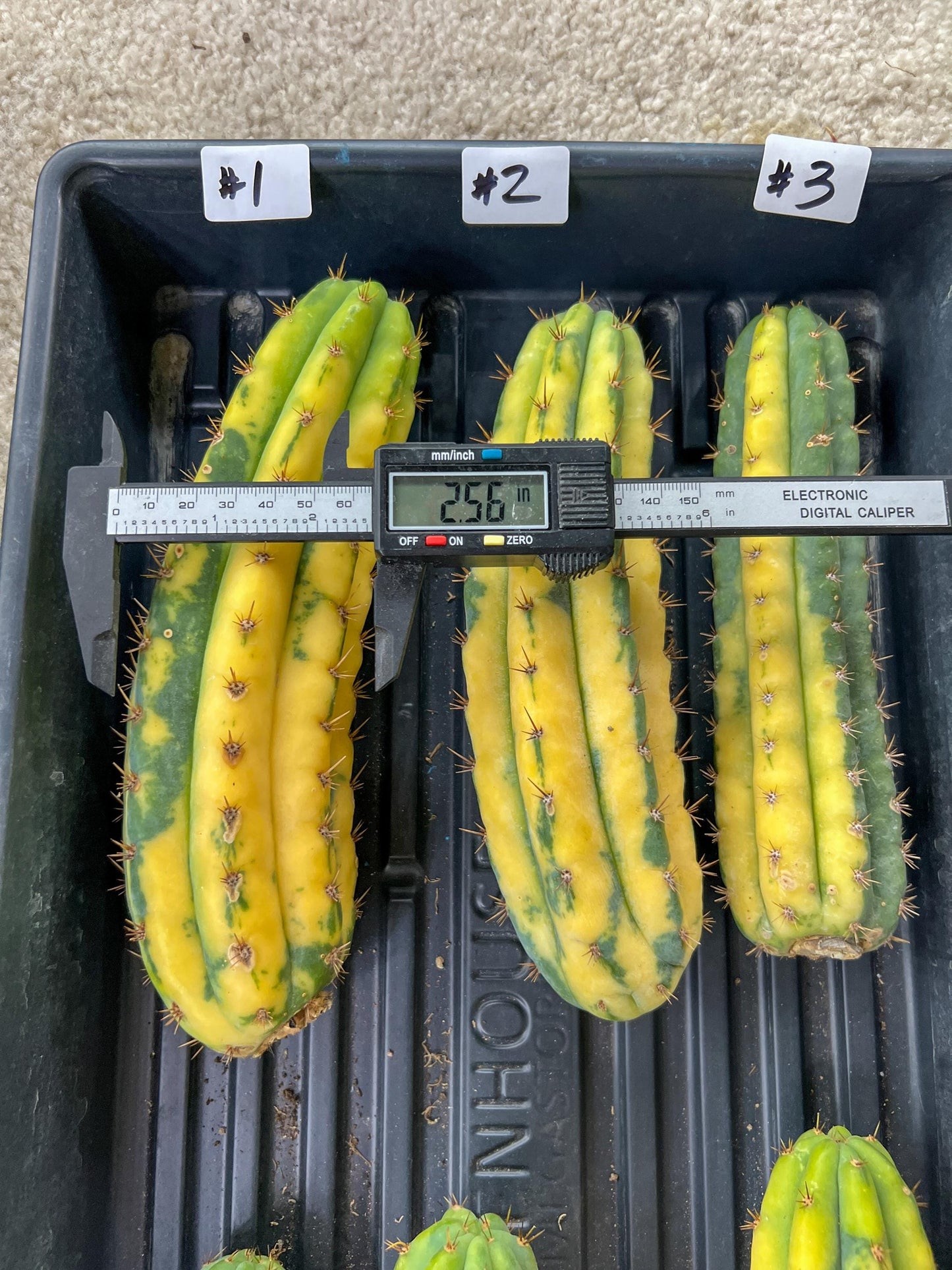 Imported Cactus for Grafting Purposes #1~3