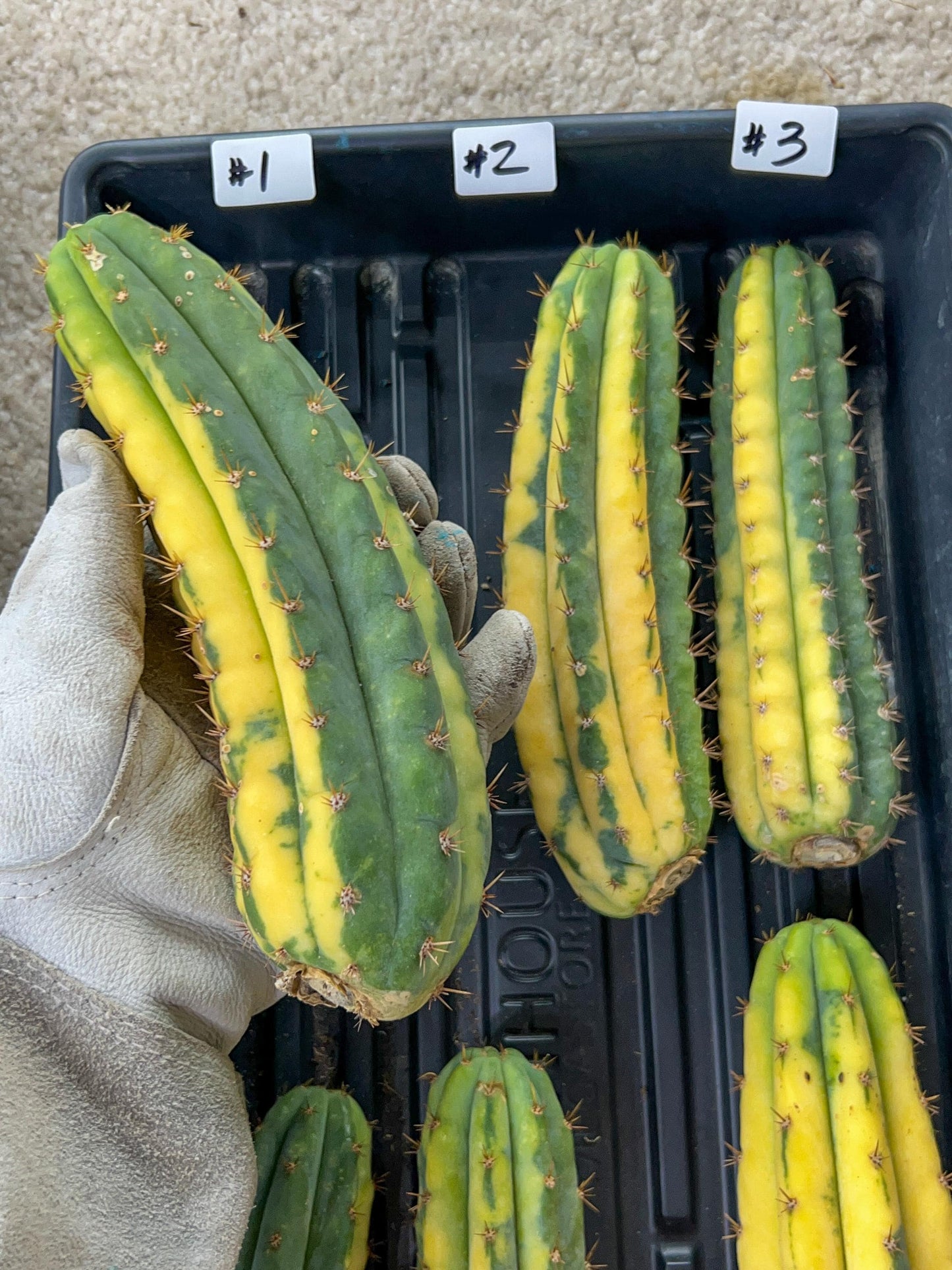 Imported Cactus for Grafting Purposes #1~3