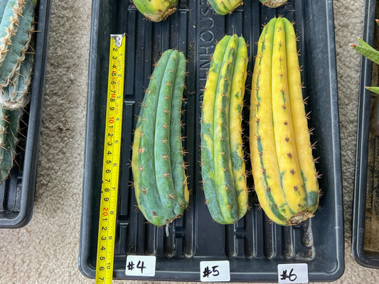 Thick Cactus for Grafting Purposes (#4) | Imported