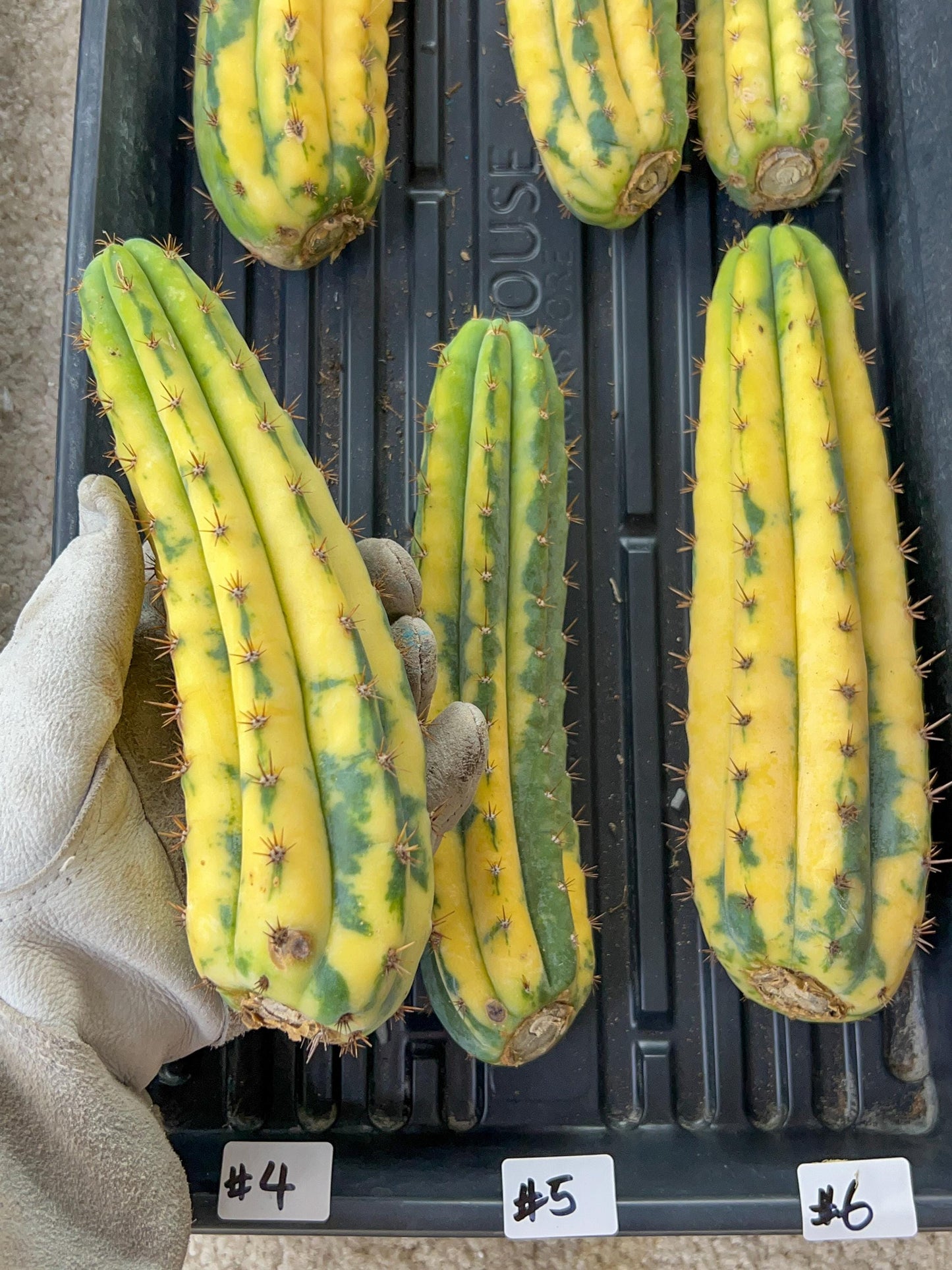 Thick Cactus for Grafting Purposes | Imported | #4~6