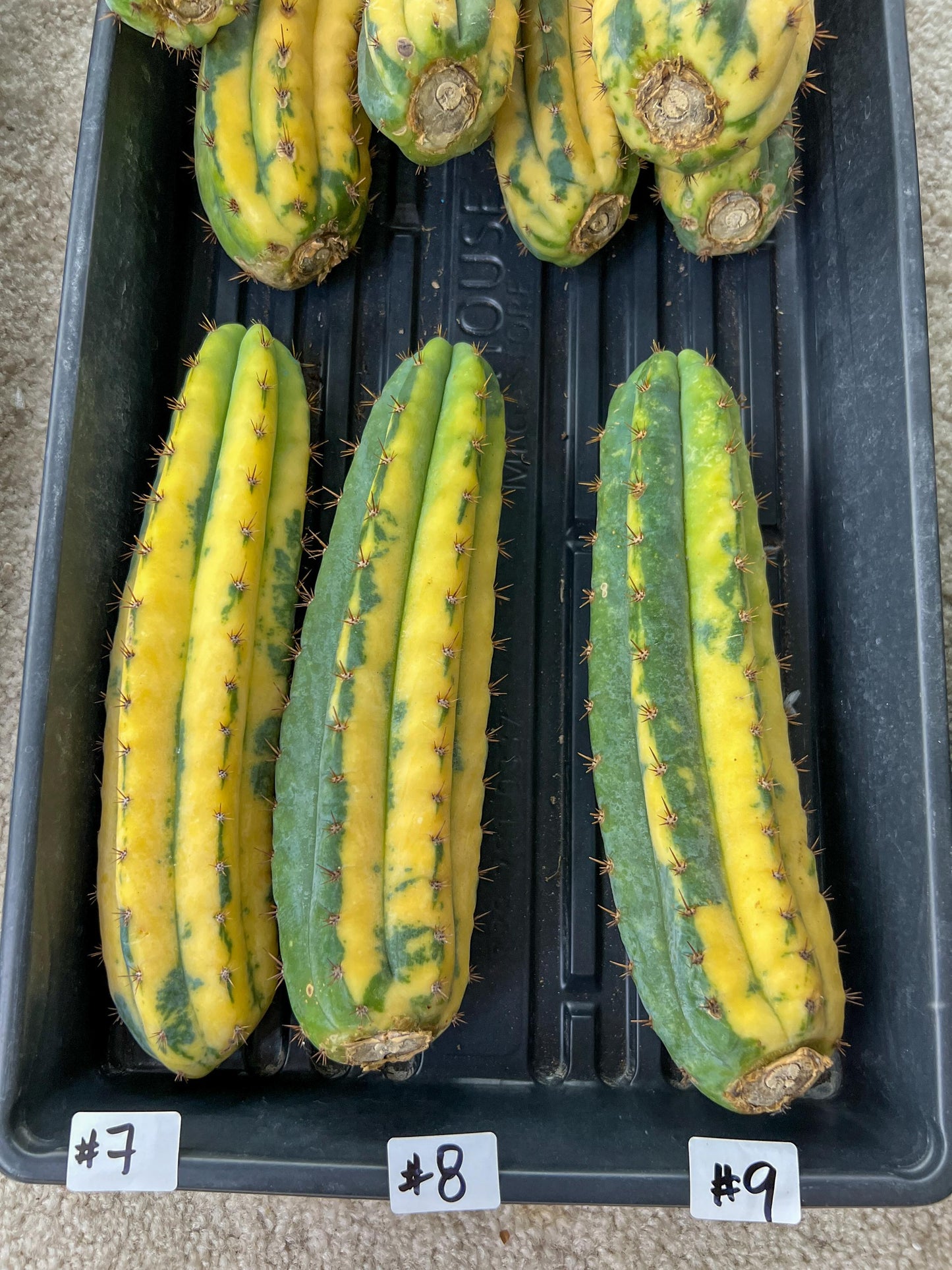 Thick Cactus for Grafting Purposes | Imported | #7~9
