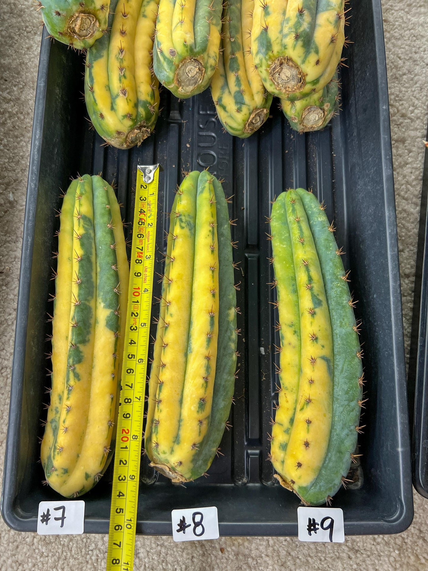 Thick Cactus for Grafting Purposes | Imported | #7~9