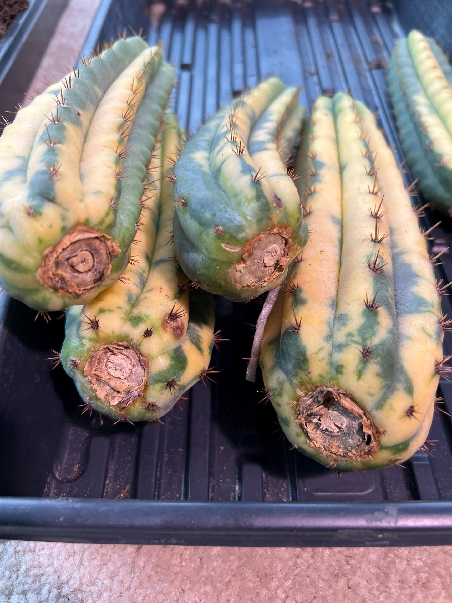 Imported Cactus for Grafting Purposes #1~3