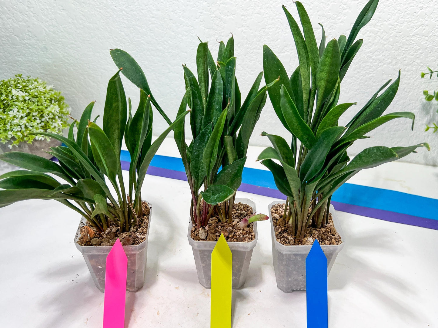 sansevieria Sudwala (#A5) | Imported Snake plant