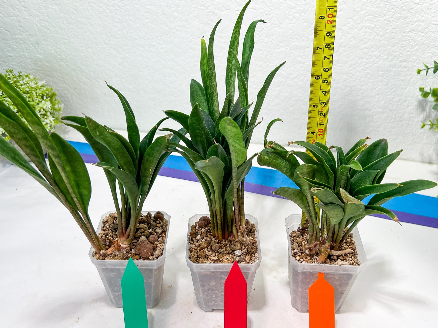 sansevieria Sudwala (#A5) | Imported Snake plant