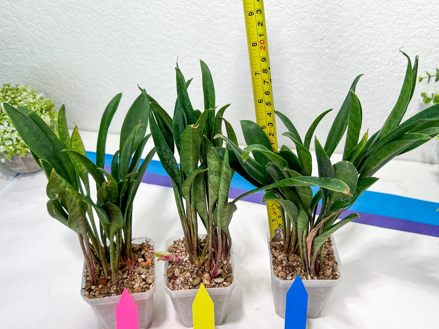 sansevieria Sudwala (#A5) | Imported Snake plant