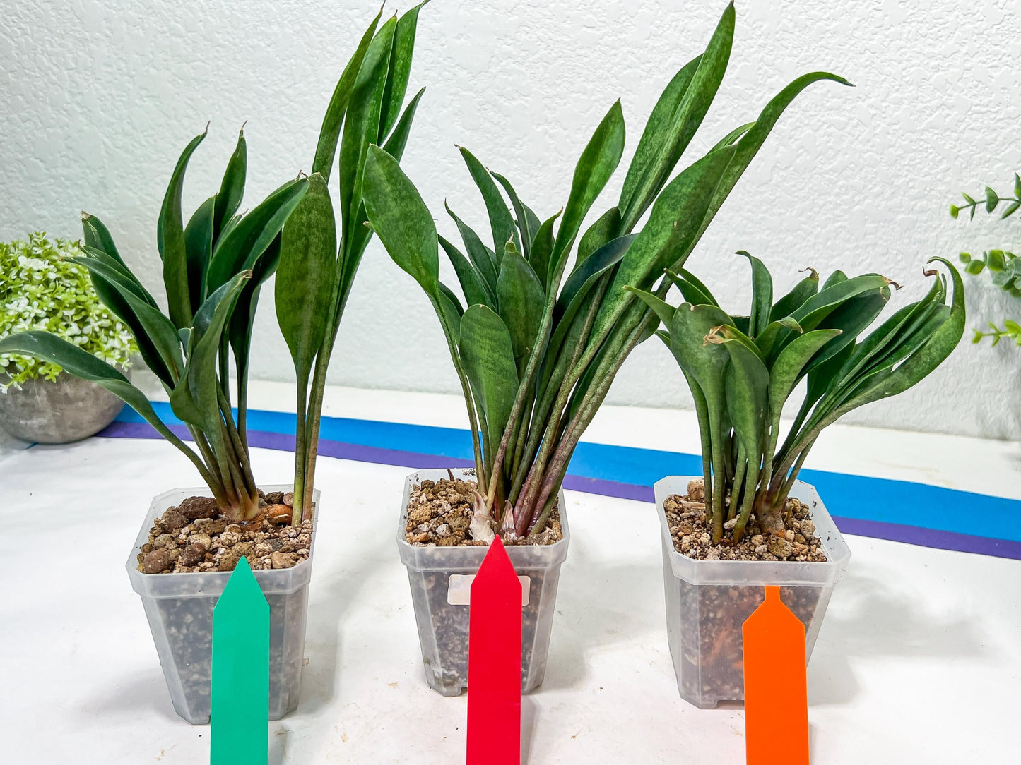 sansevieria Sudwala (#A5) | Imported Snake plant