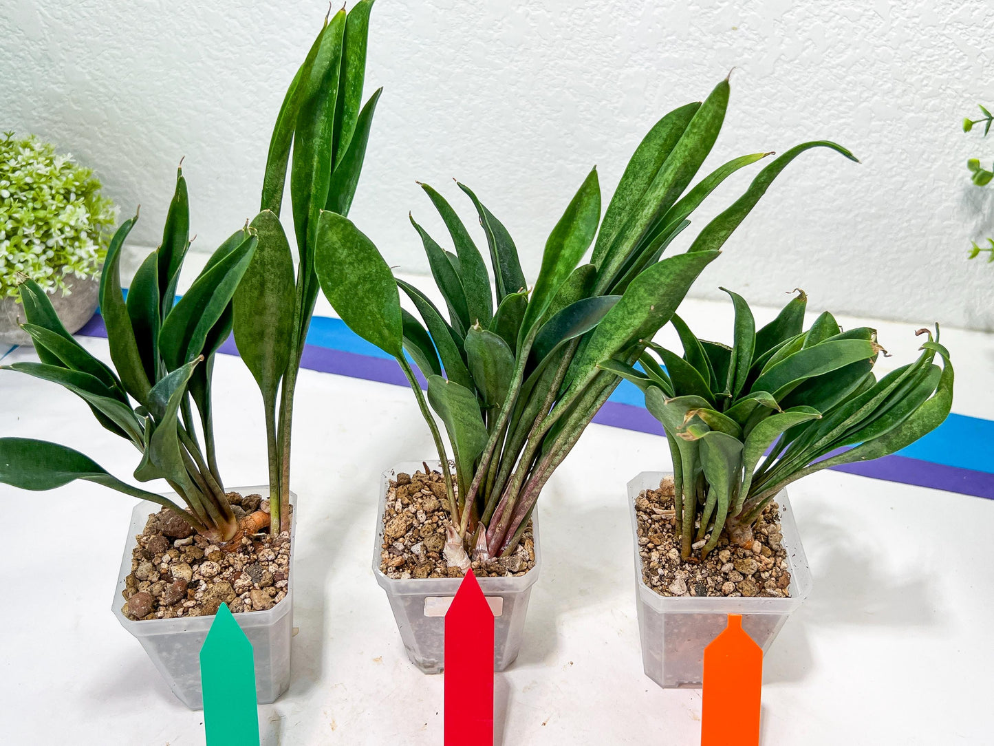 sansevieria Sudwala (#A5) | Imported Snake plant