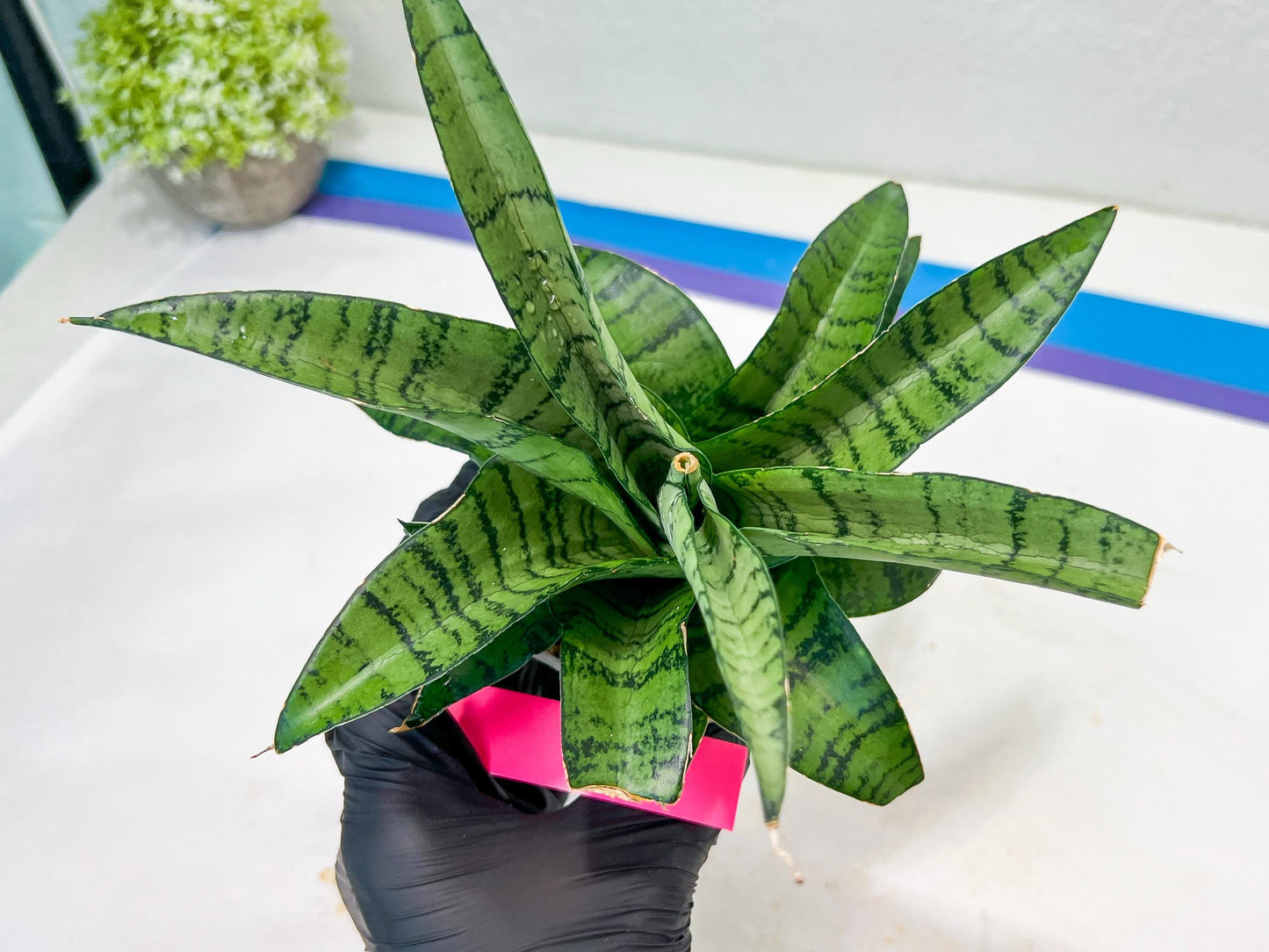 Sansevieria Spyder x Riyad | Brighten your day with a unique plant find!