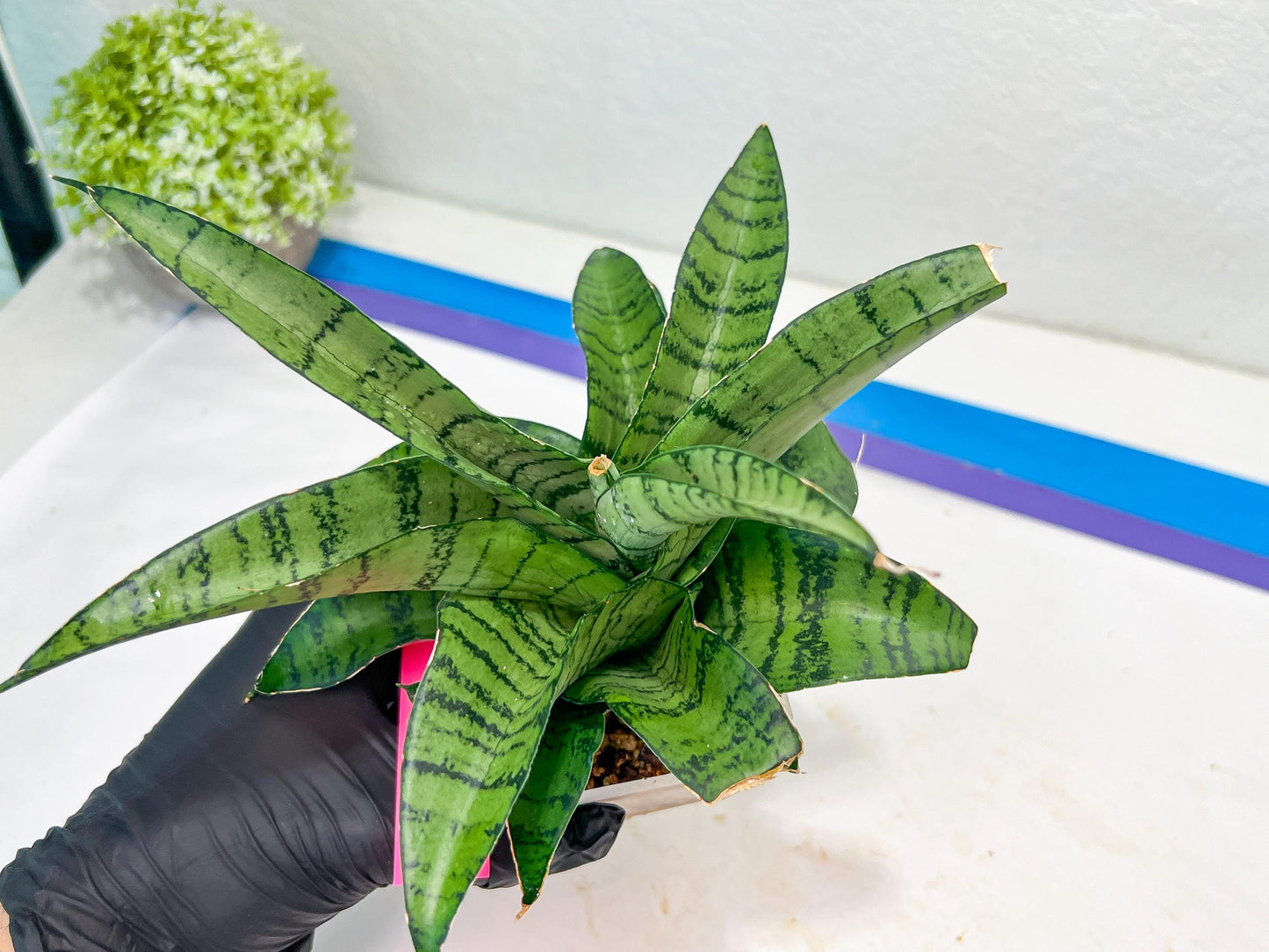 Sansevieria Spyder x Riyad | Brighten your day with a unique plant find!