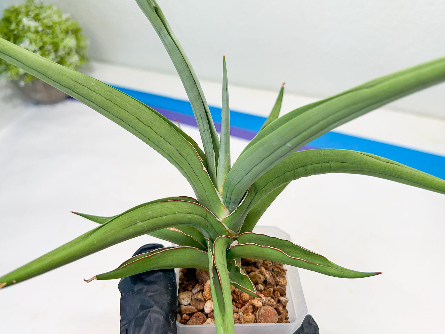 Sansevieria Swan Dancer XL | Imported Plants | Rare Hybrid Species