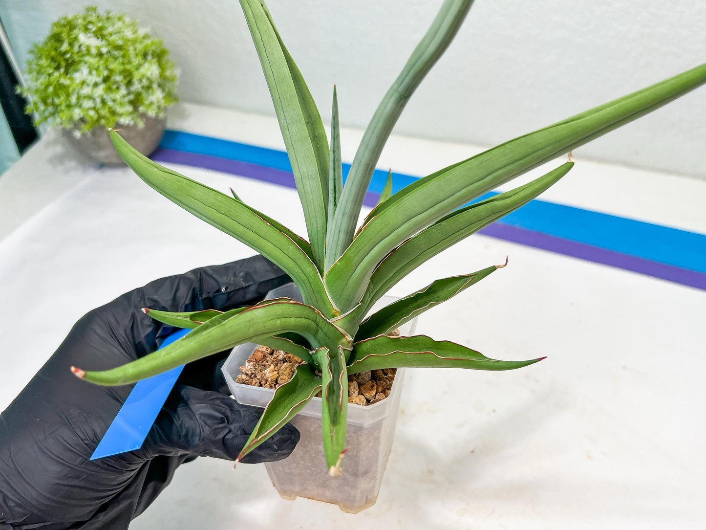 Sansevieria Swan Dancer (#C6) | Imported Plants | Rare Hybrid Species