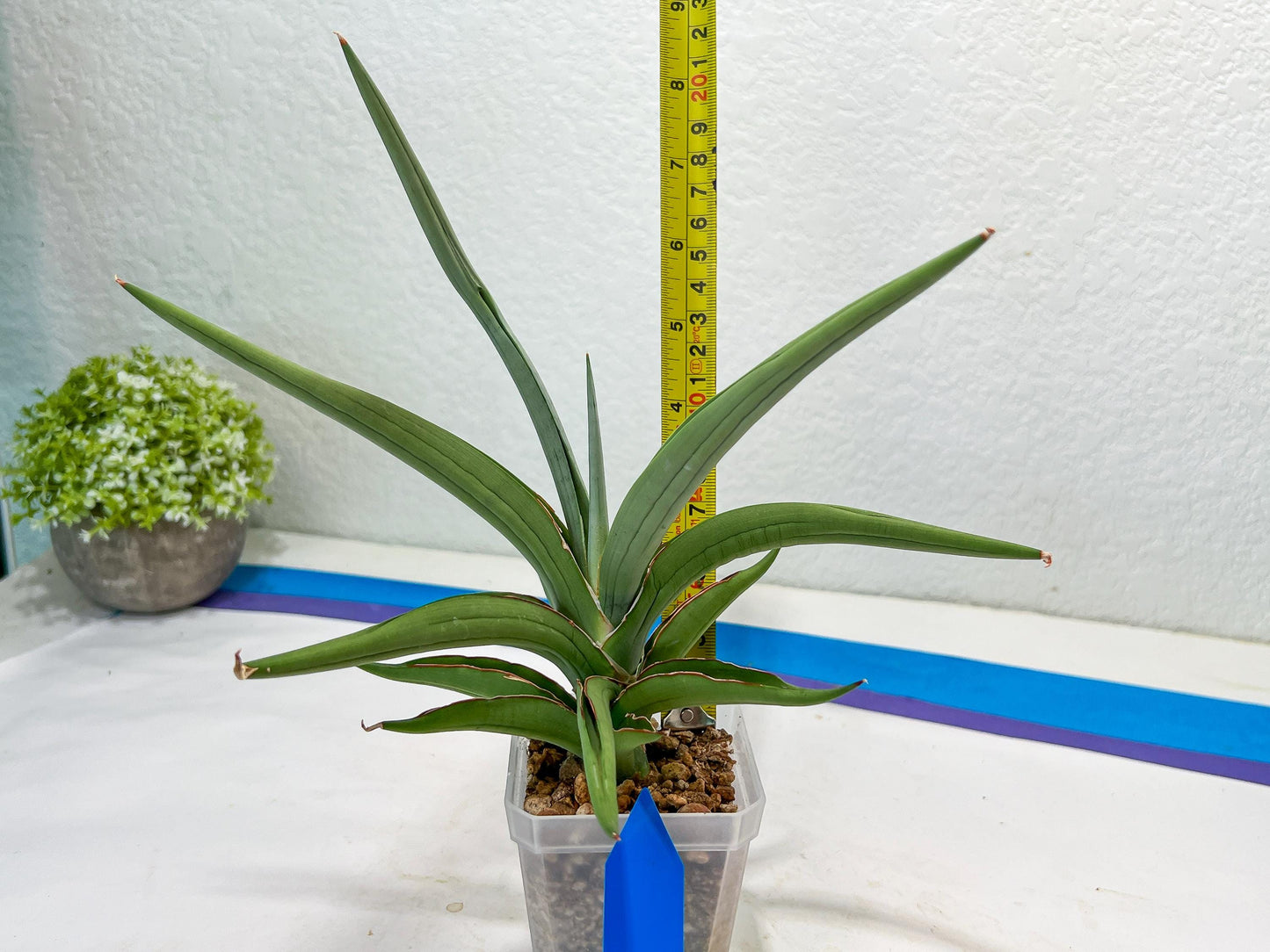 Sansevieria Swan Dancer XL | Imported Plants | Rare Hybrid Species