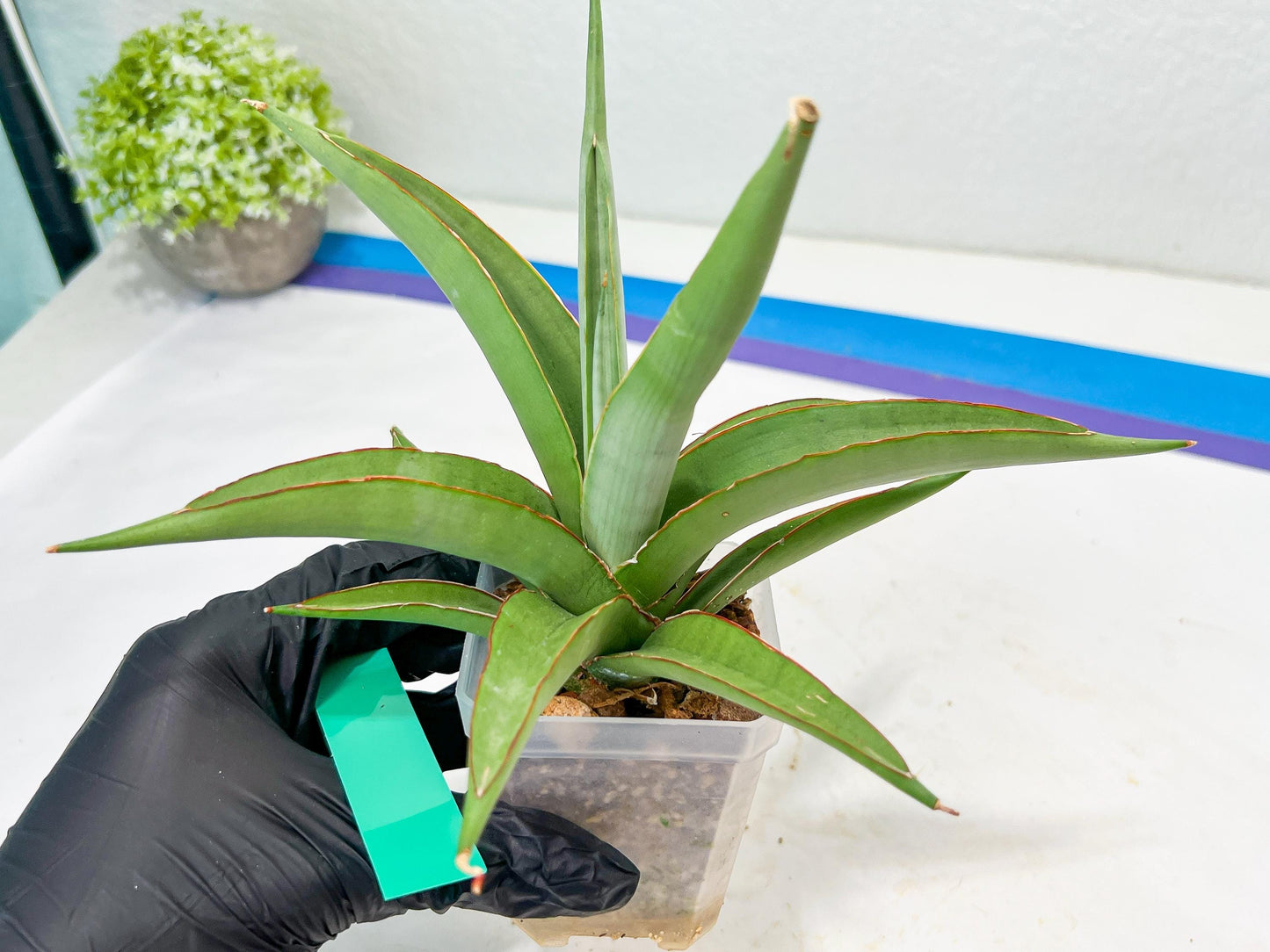 Sansevieria Lanta XL (#C6) | Imported Plants | Rare Hybrid Species