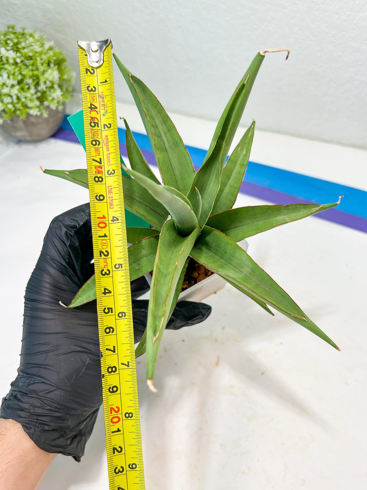 Sansevieria Lanta XL | Imported Plants | Rare Hybrid Species