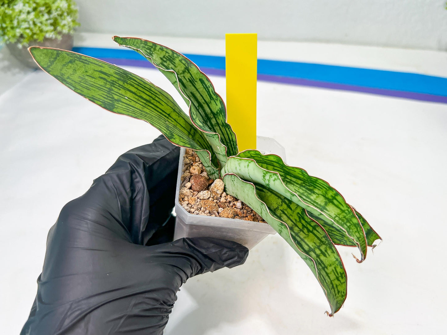 Sansevieria Cleopatra (H20) | Select Your Unique Exotic Plant