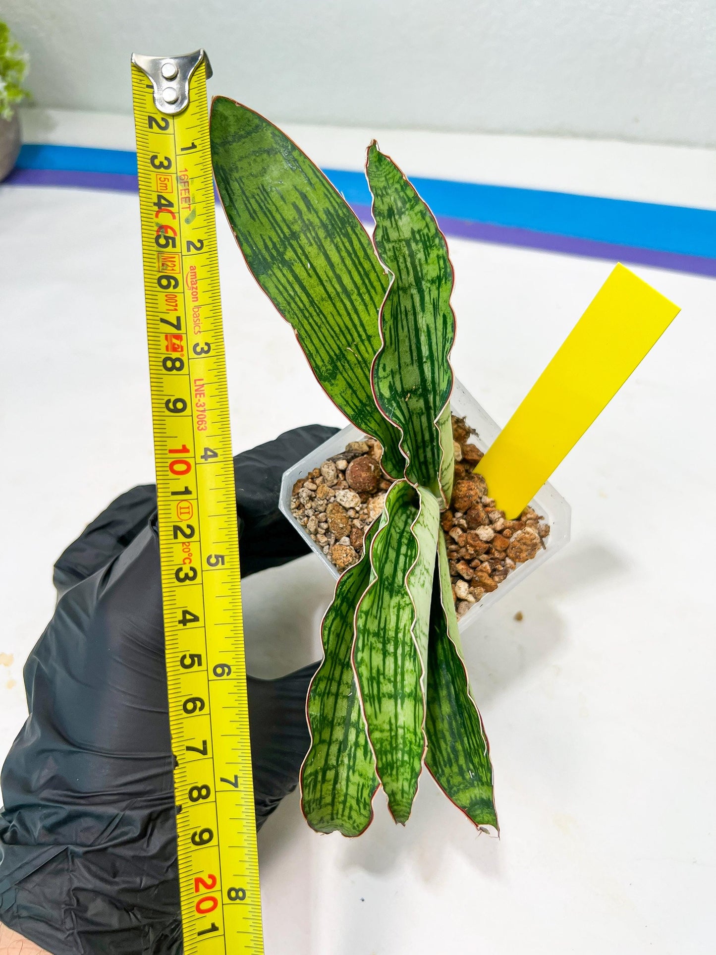 Sansevieria Cleopatra (H20) | Select Your Unique Exotic Plant