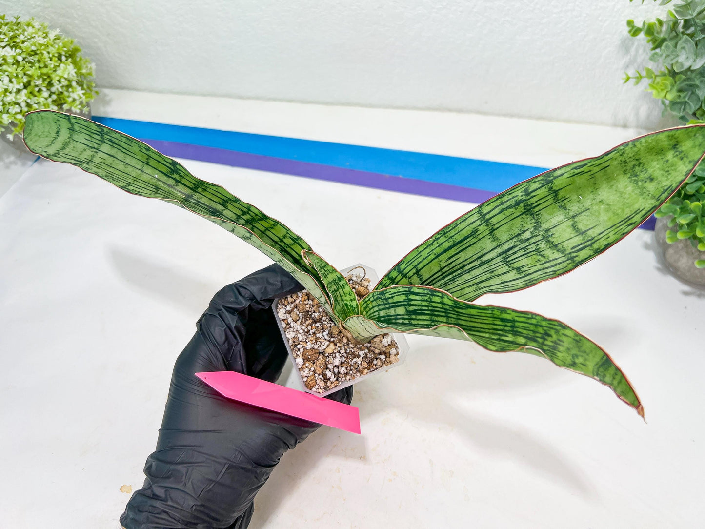 Sansevieria Cleopatra (H20) | Select Your Unique Exotic Plant