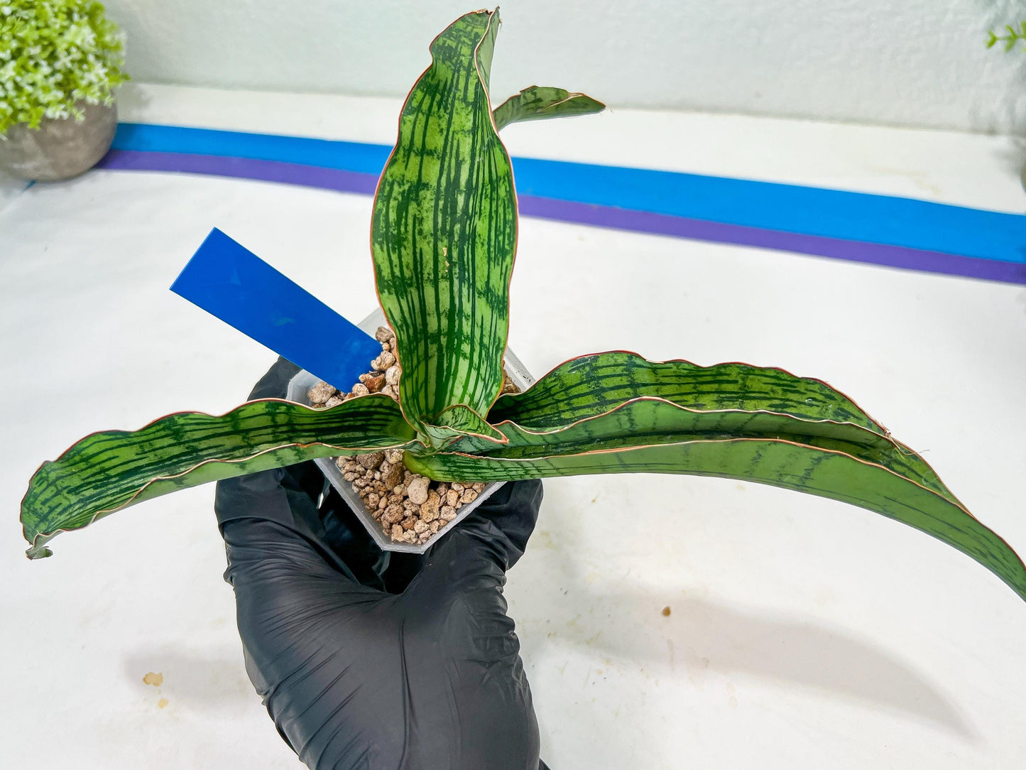 Sansevieria Cleopatra (H20) | Select Your Unique Exotic Plant