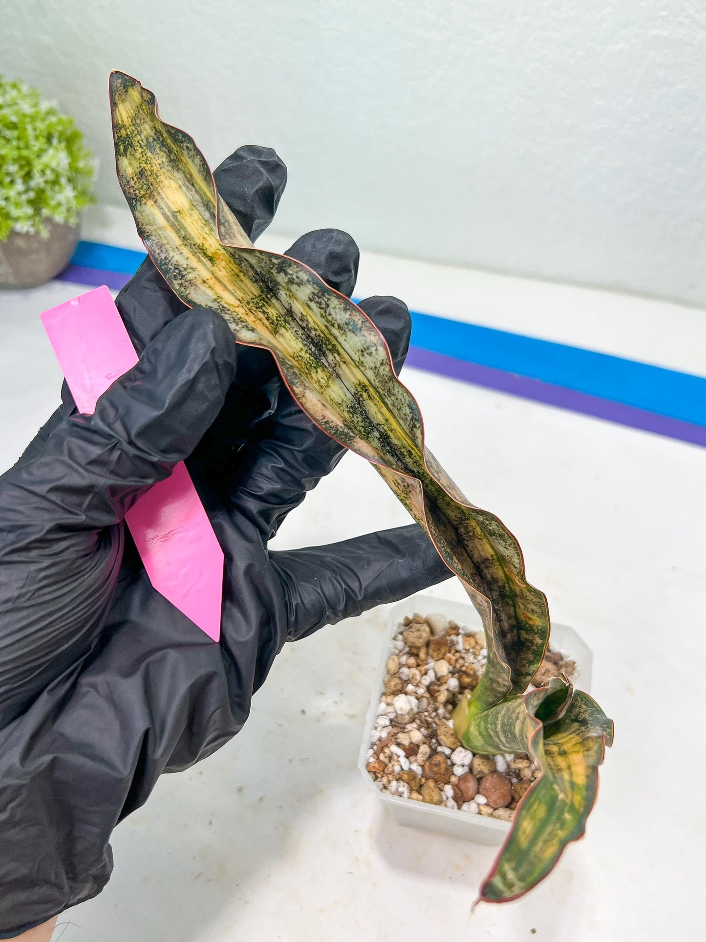 Sansevieria Kirkii Coppertone Variegated | Uncover a Rare and Unusual Plant (4~6)