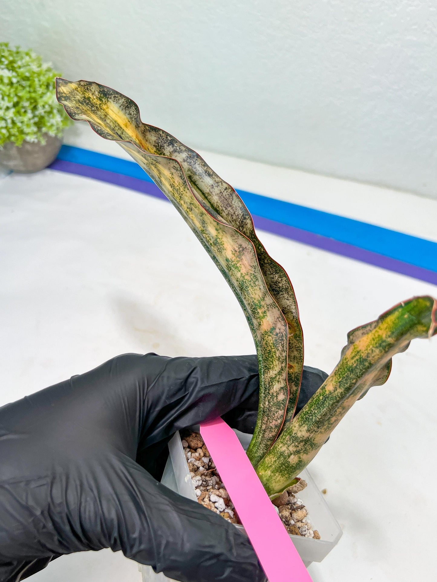 Sansevieria Kirkii Coppertone Variegated | Uncover a Rare and Unusual Plant (4~6)