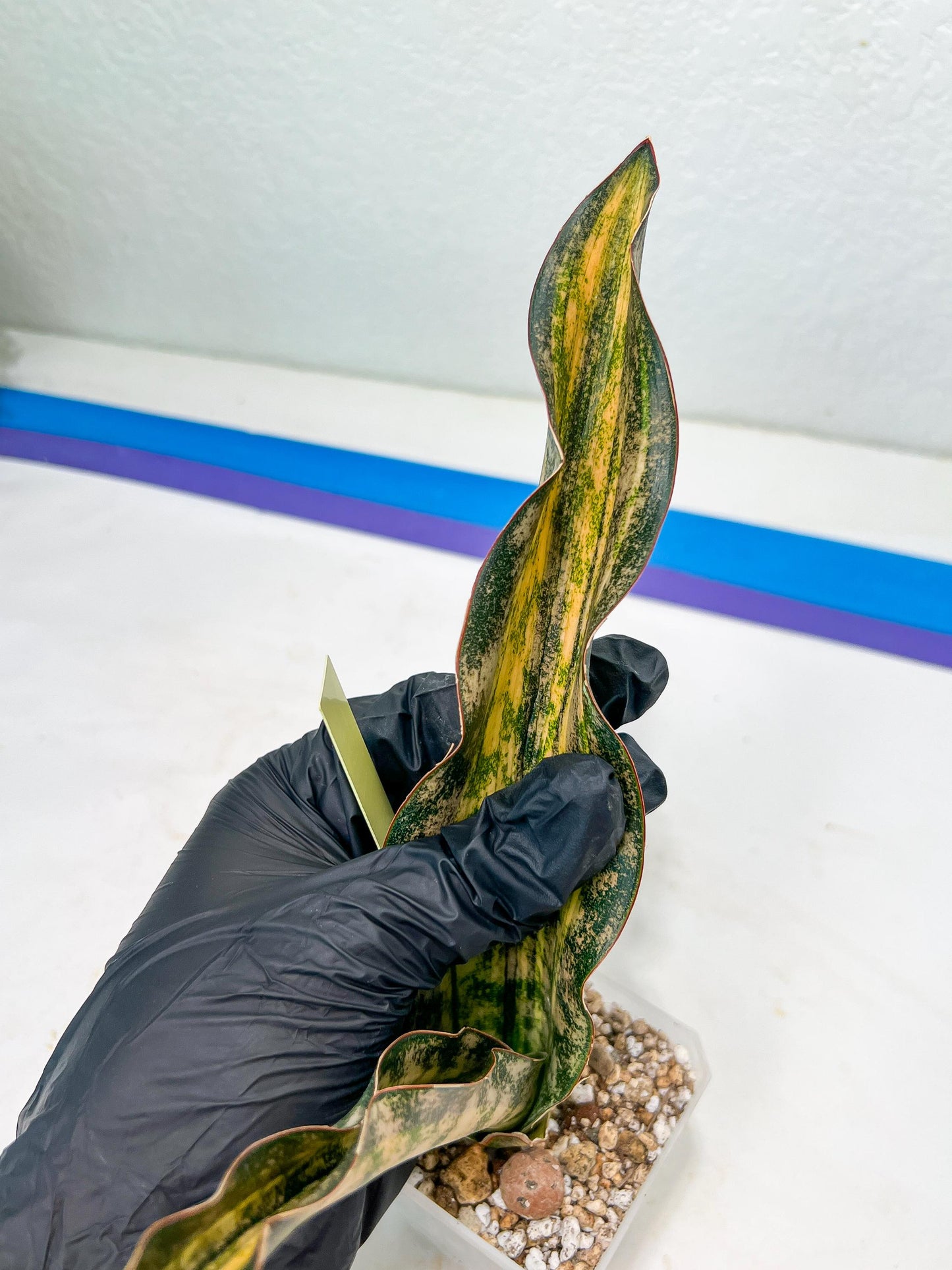 Sansevieria Kirkii Coppertone Variegated | Uncover a Rare and Unusual Plant (4~6)
