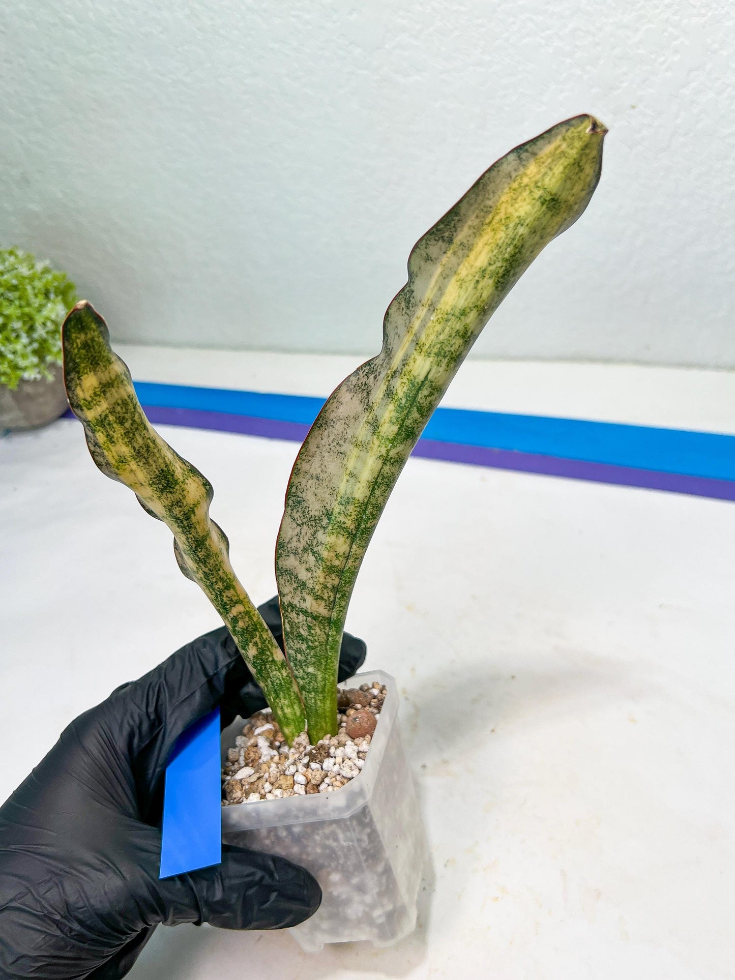 Sansevieria Kirkii Coppertone Variegated Two Leaf | 2.5" Planter