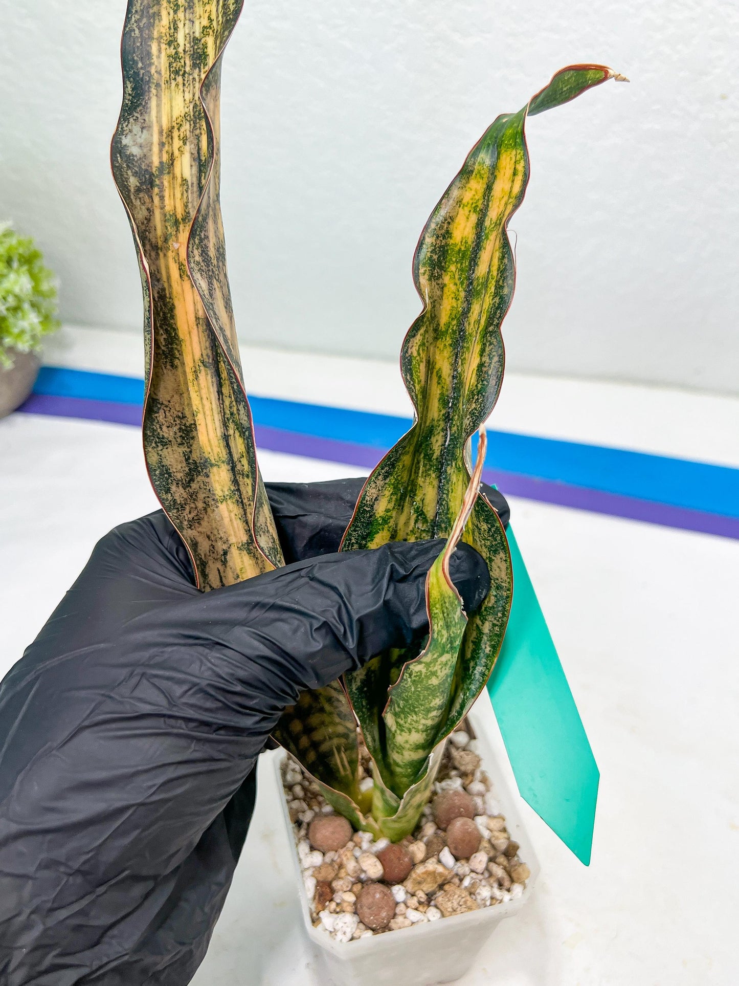 Sansevieria Kirkii Coppertone Variegated Two Leaf | 2.5" Planter