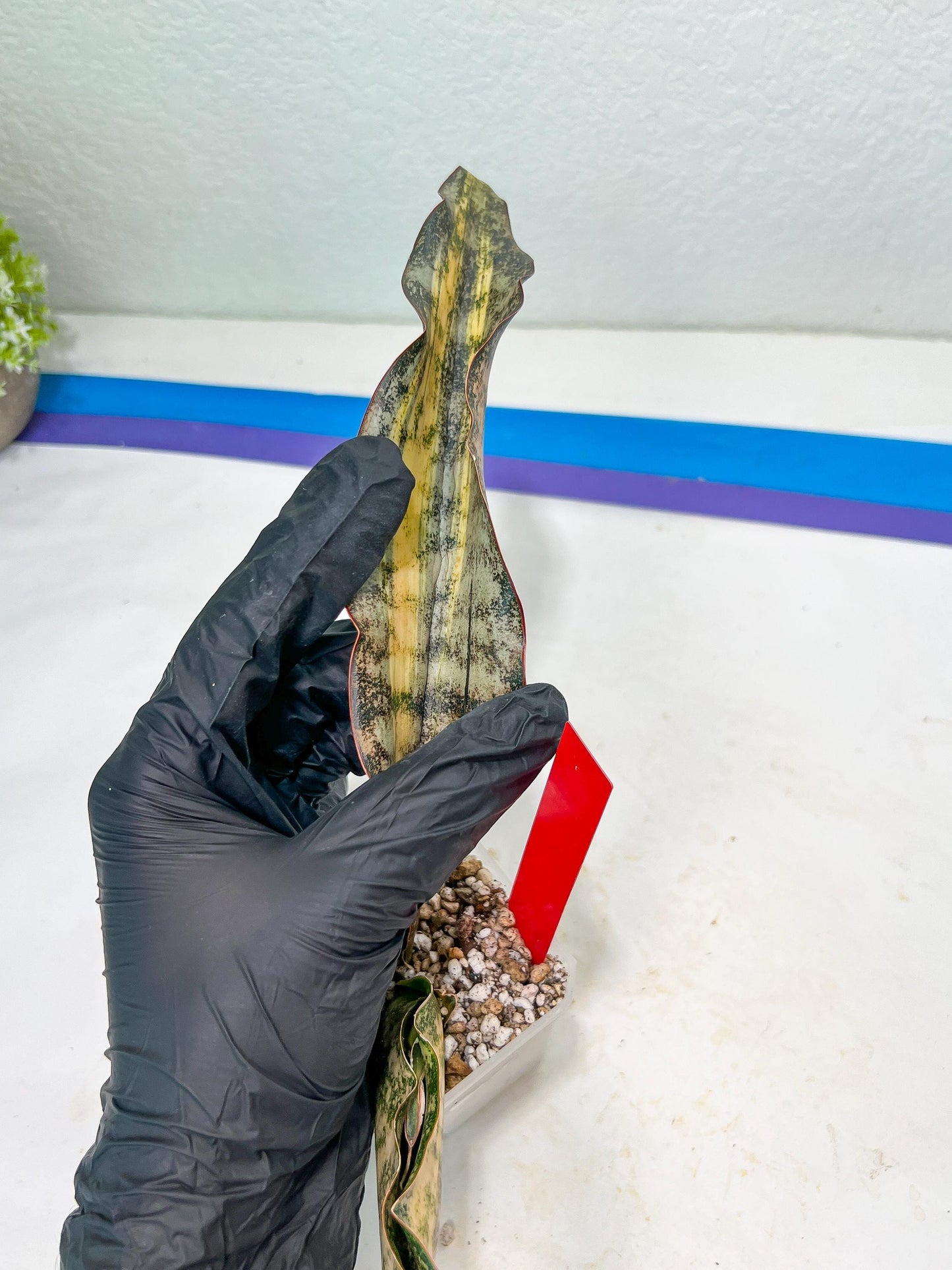 Sansevieria Kirkii Coppertone Variegated | Very Rare Import | 2" Planter