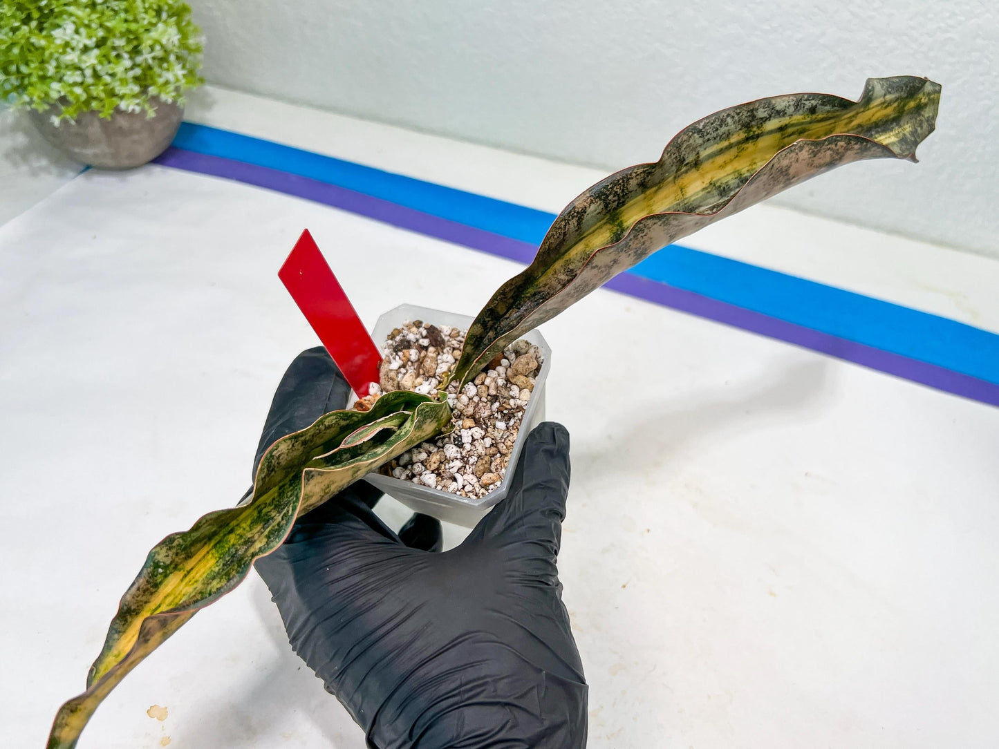Sansevieria Kirkii Coppertone Variegated | Very Rare Import | 2" Planter