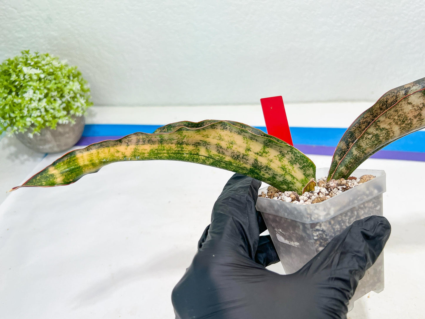 Sansevieria Kirkii Coppertone Variegated | Very Rare Import | 2" Planter