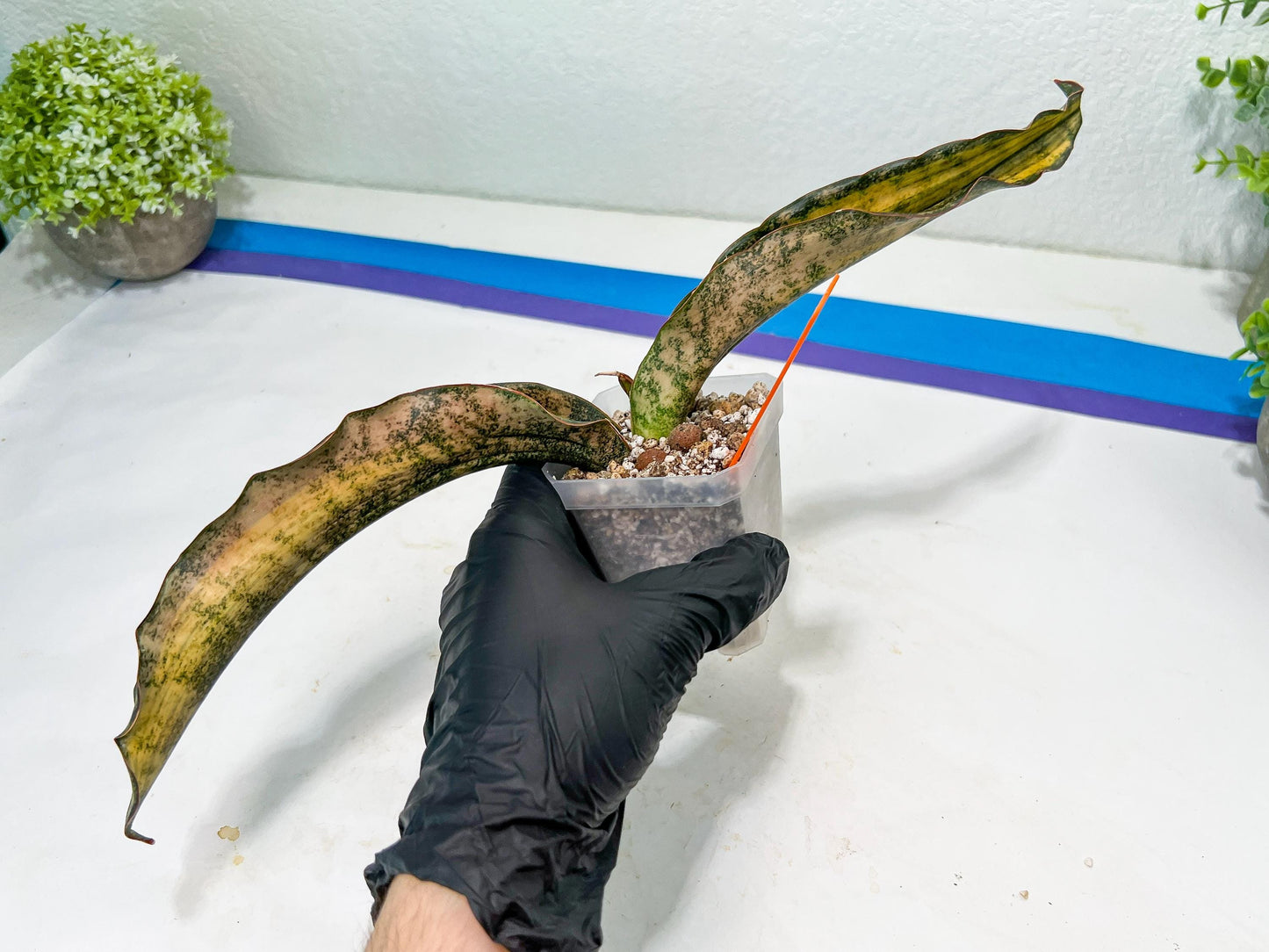 Sansevieria Kirkii Coppertone Variegated (G2) | Rare houseplants like this don’t last long