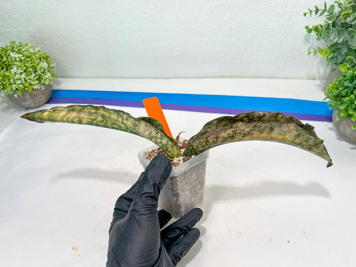Sansevieria Kirkii Coppertone Variegated (G2) | Rare houseplants like this don’t last long