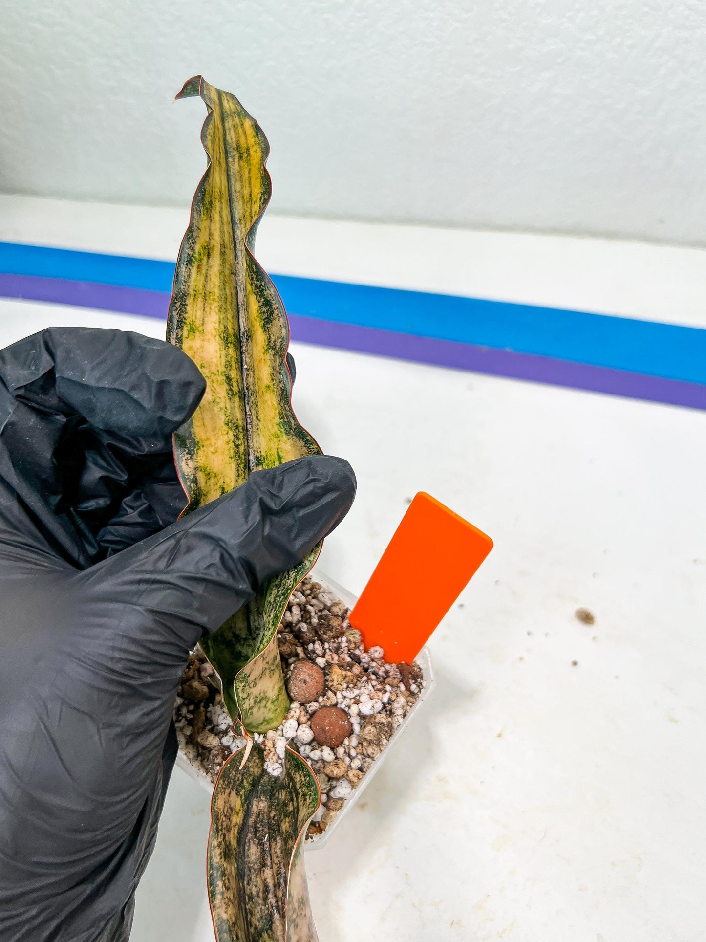Sansevieria Kirkii Coppertone Variegated (G2) | Rare houseplants like this don’t last long