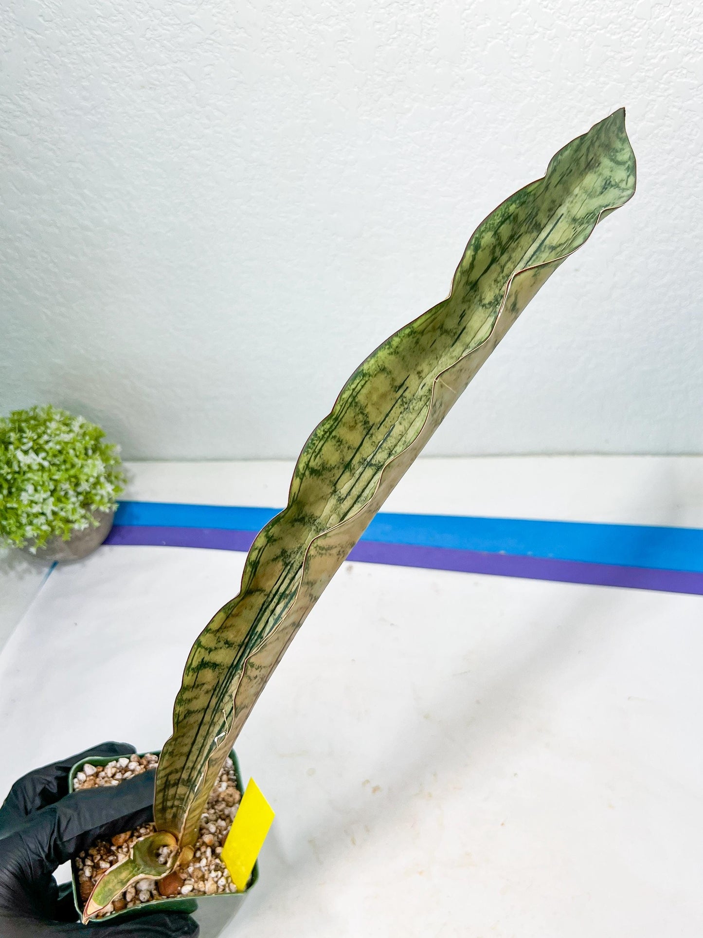 Sansevieria Kirkii Pepito | Imported Snake Plants