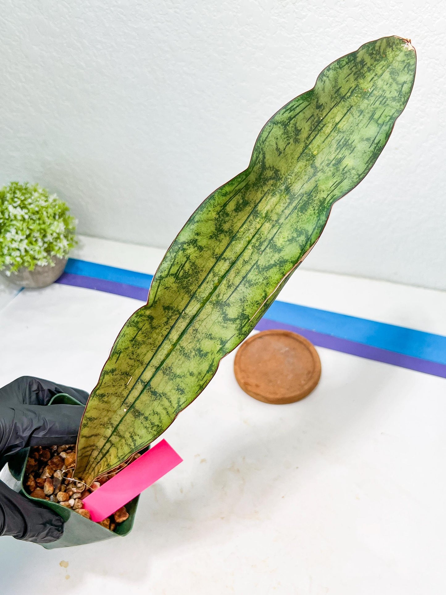 Sansevieria Kirkii Pepito | Imported Snake Plants