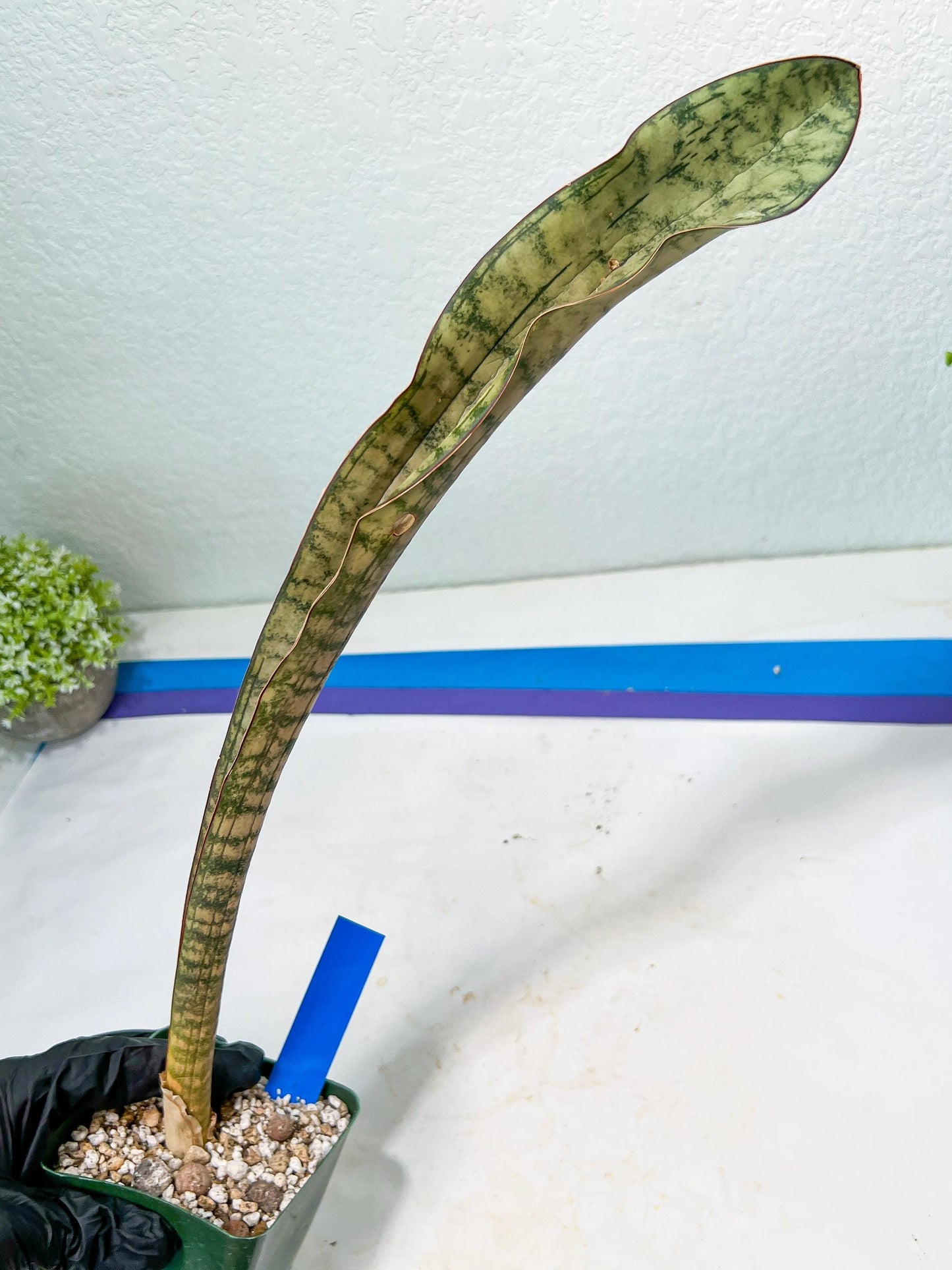 Sansevieria Kirkii Pepito (#R6~8) | Very Rare Import Snake Plants