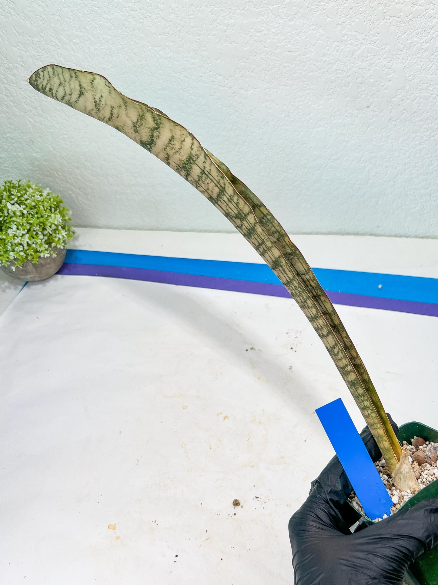 Sansevieria Kirkii Pepito (#R6~8) | Very Rare Import Snake Plants