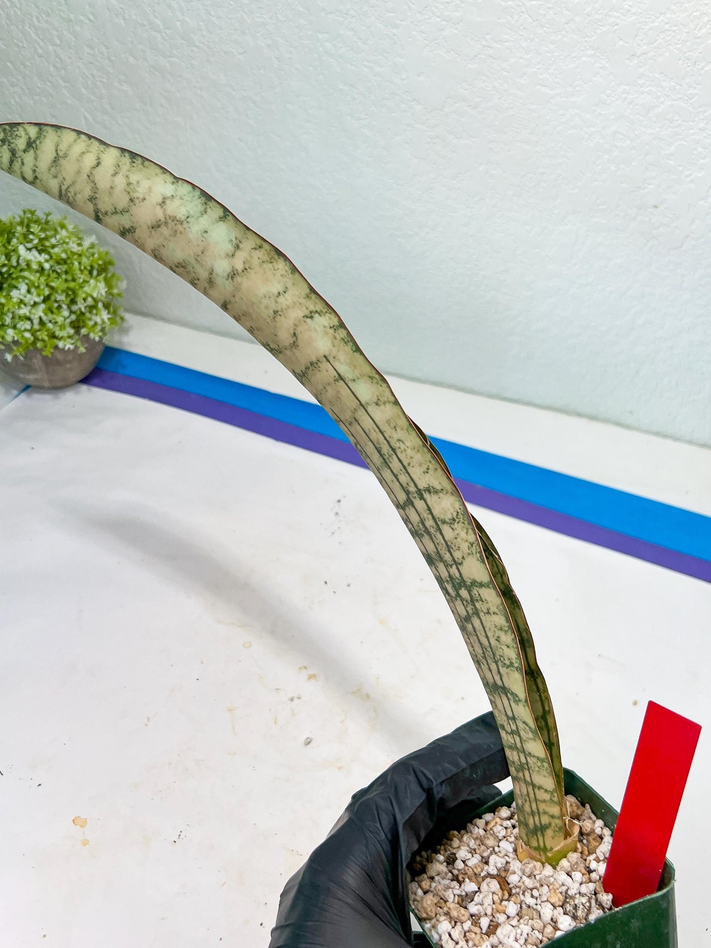Sansevieria Kirkii Pepito (#R-O) | Very Rare Import Snake Plants