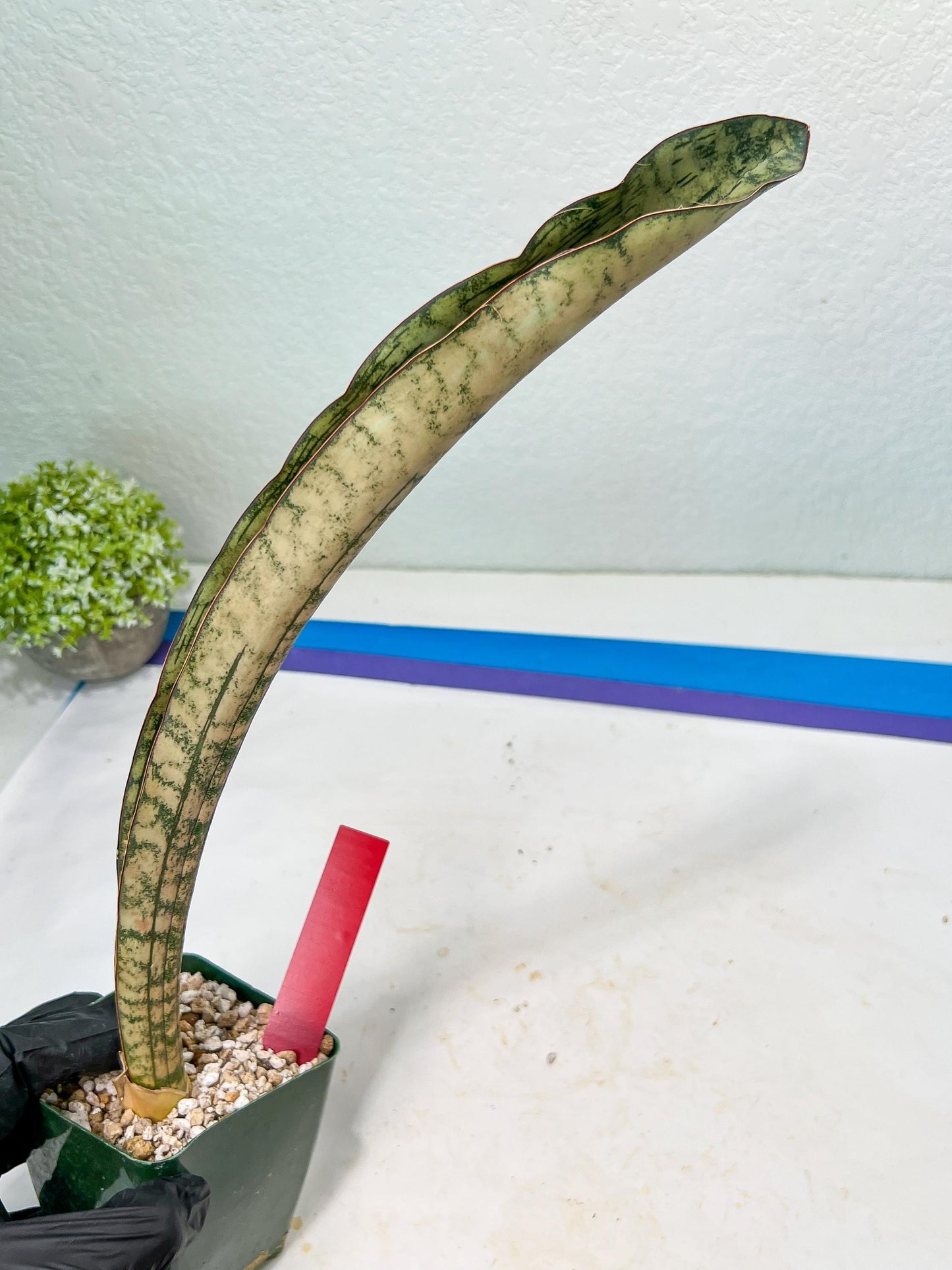 Sansevieria Kirkii Pepito (#R-O) | Very Rare Import Snake Plants