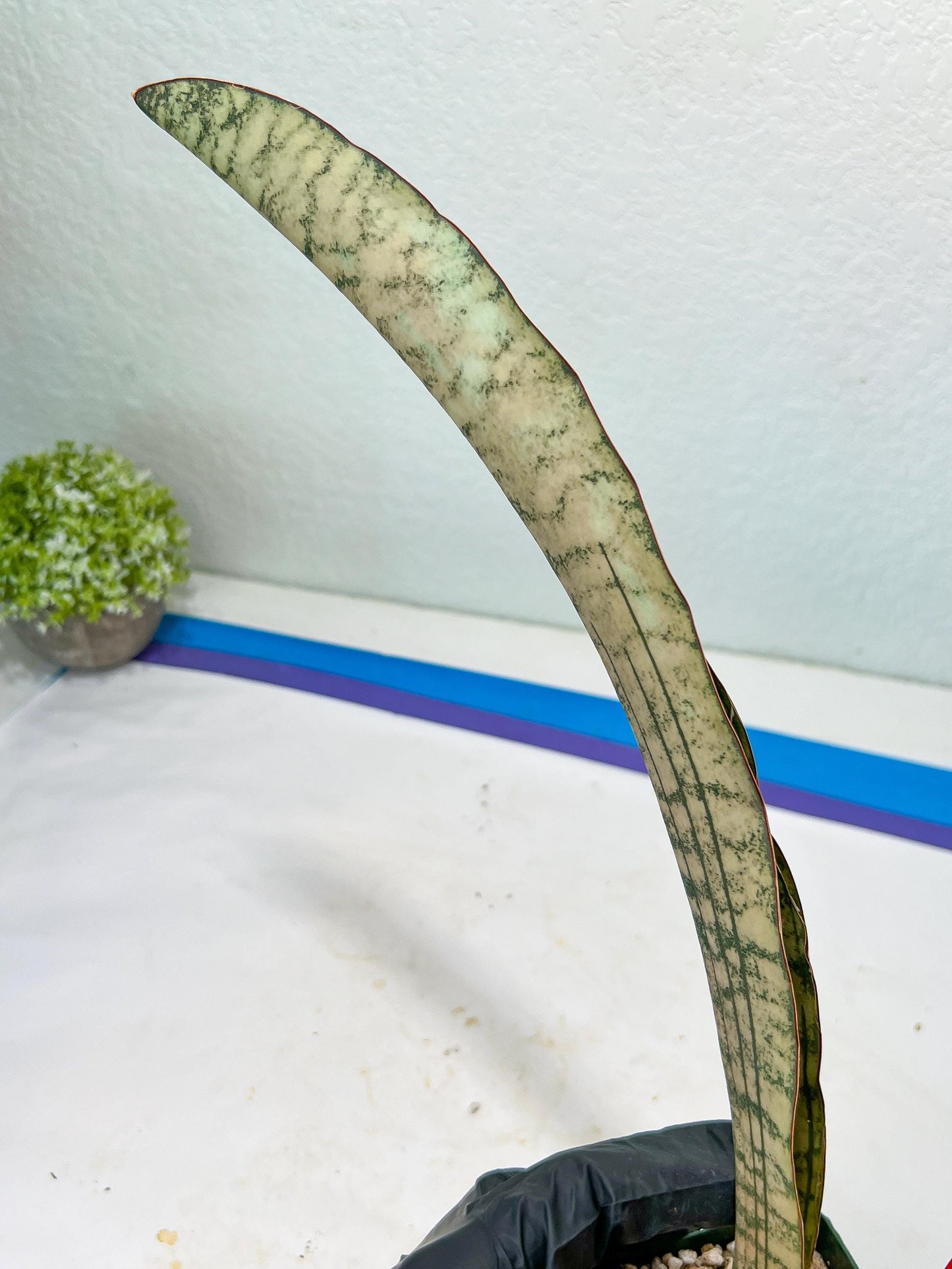 Sansevieria Kirkii Pepito (#R-O) | Very Rare Import Snake Plants