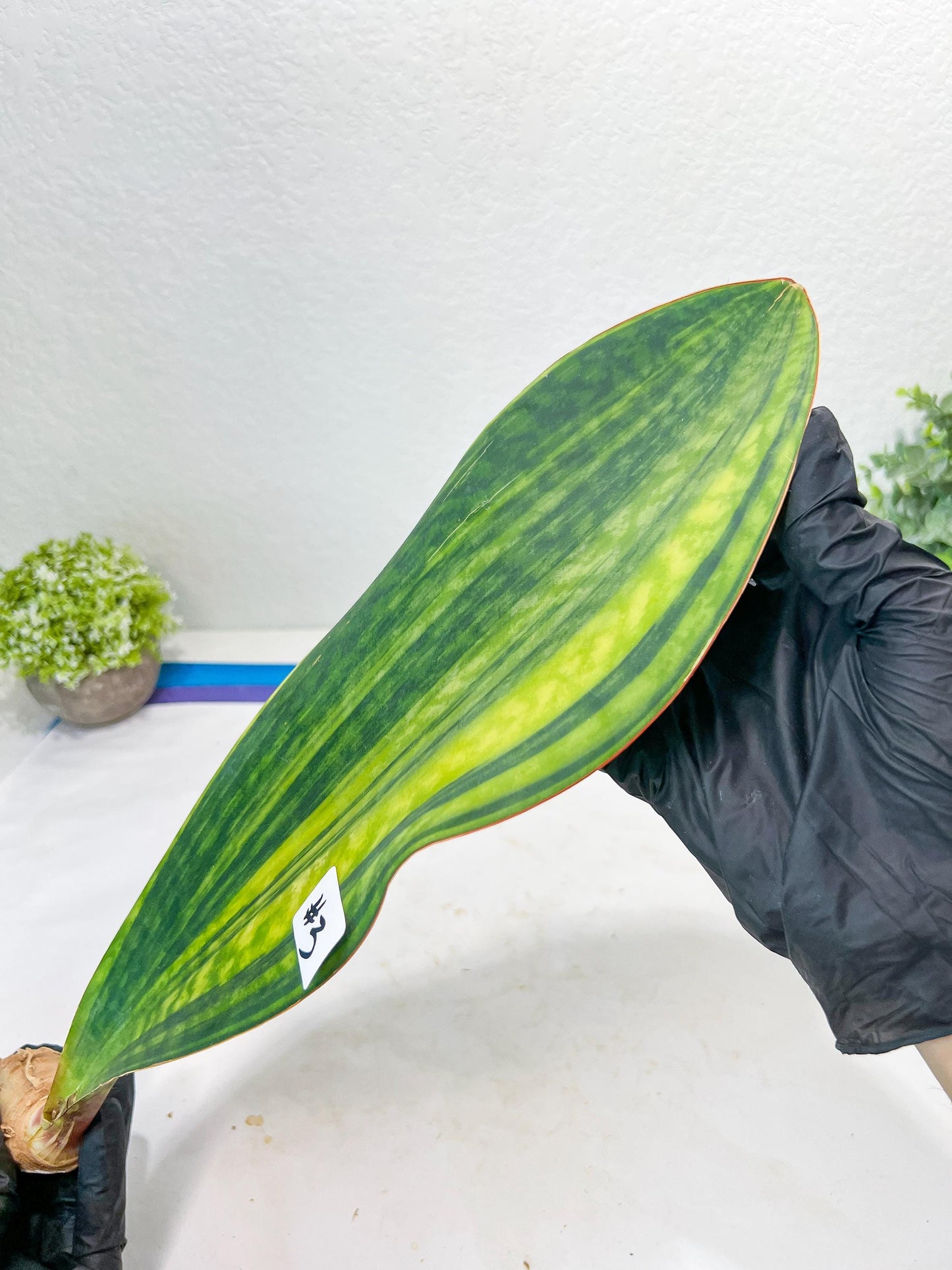 Sansevieria Masoniana CongoVar #3 | Imported Plants