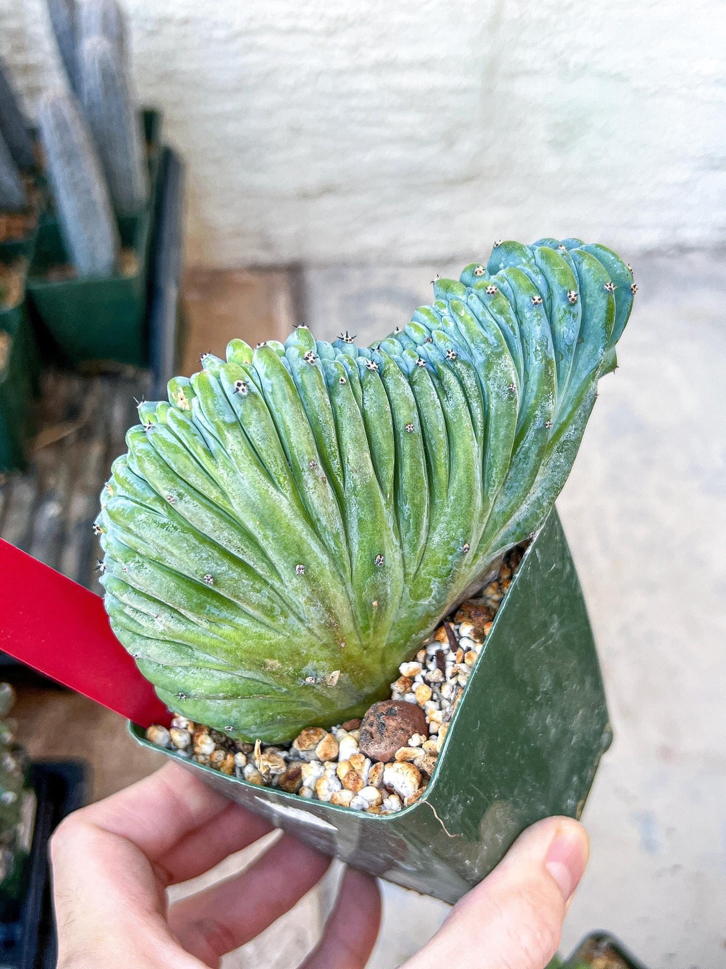 Myrtillocactus Geometrizans Crested | Imported Cactus