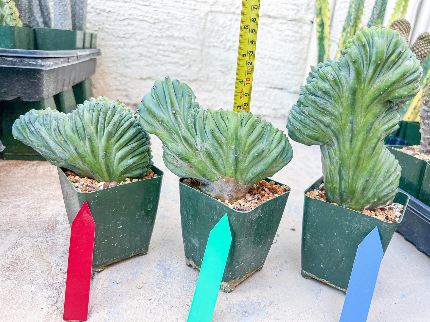 Myrtillocactus Geometrizans Crested | Imported Cactus
