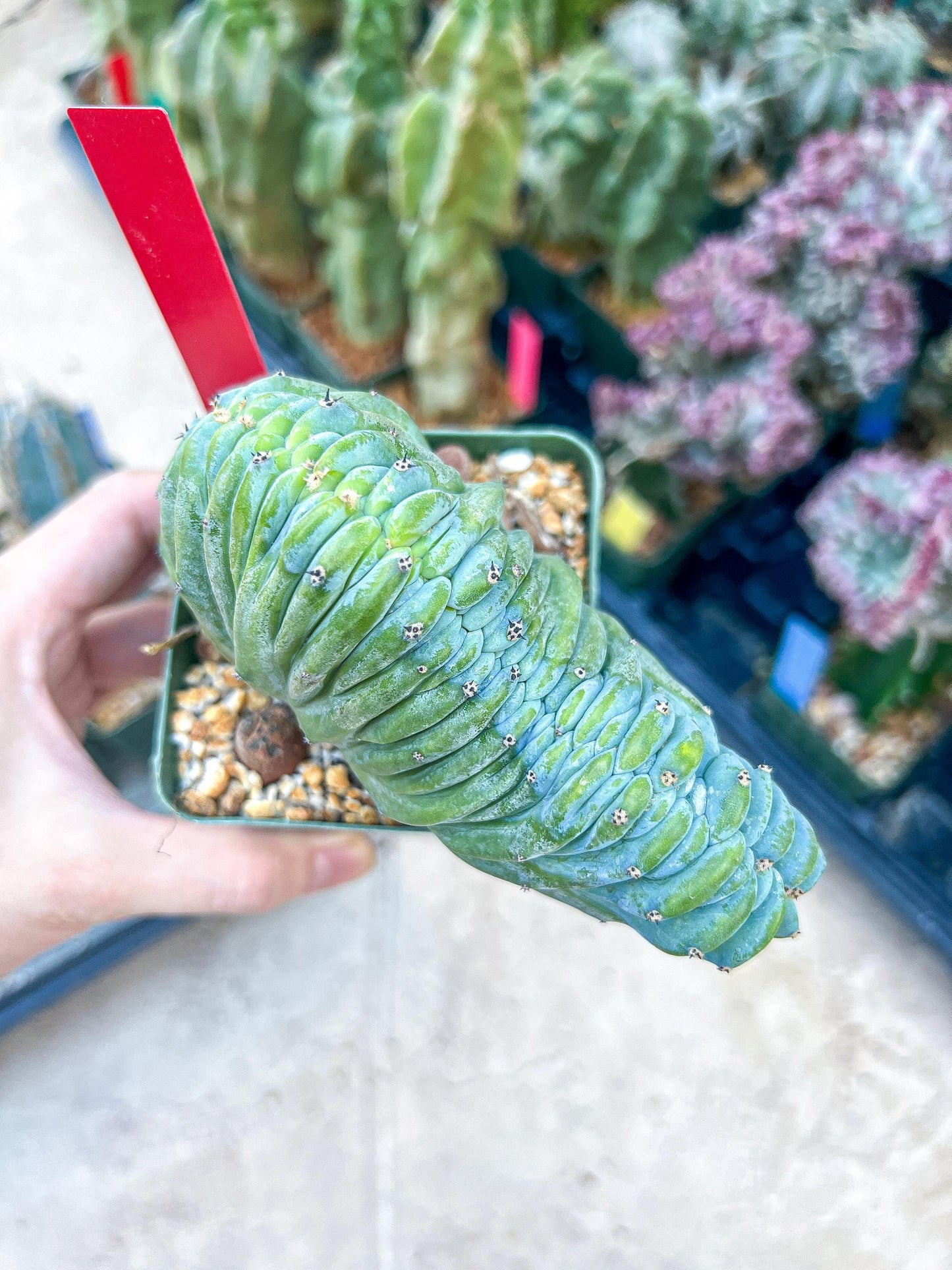 Myrtillocactus Geometrizans Crested | Imported Cactus