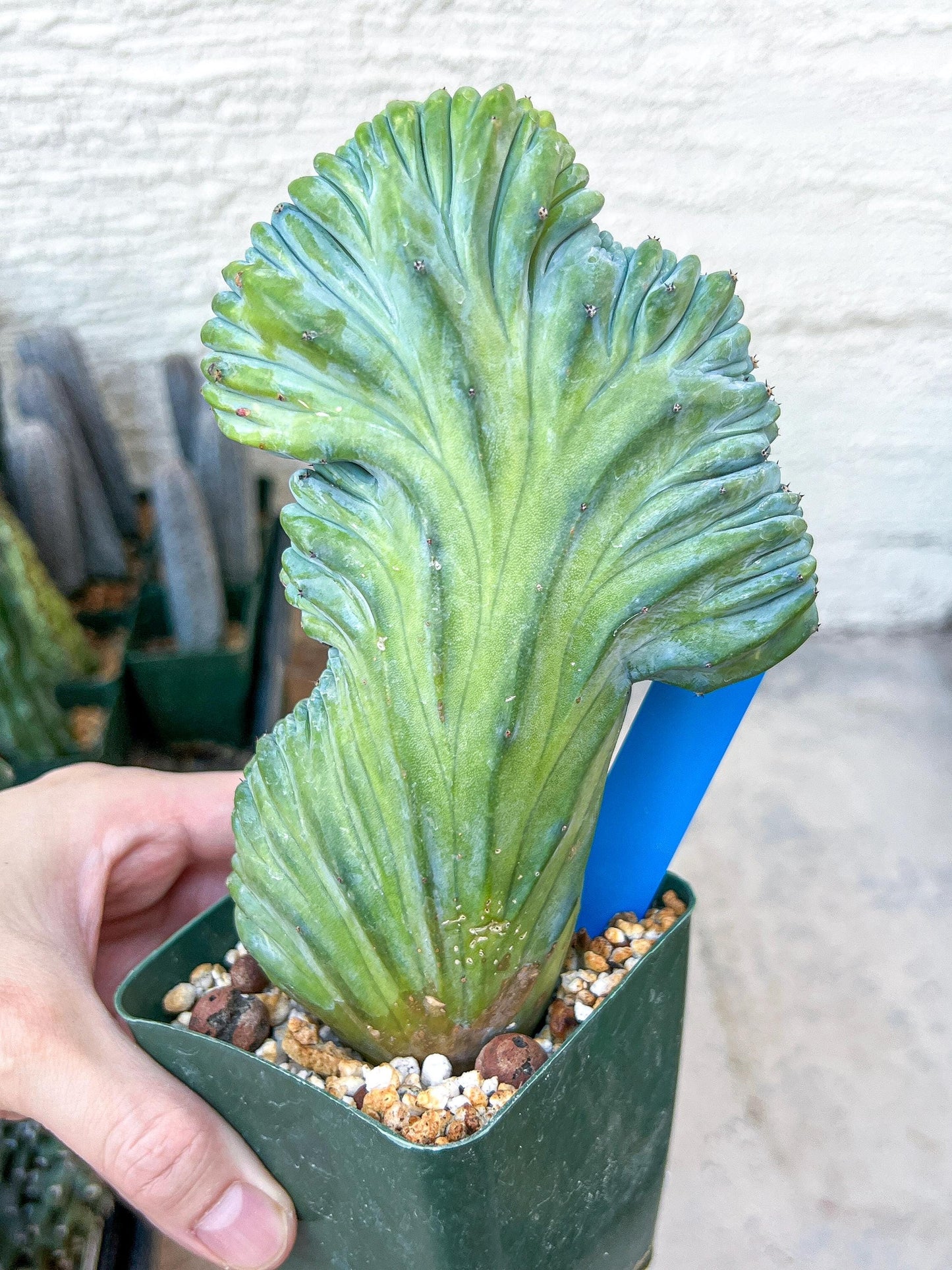 Myrtillocactus Geometrizans Crested | Imported Cactus